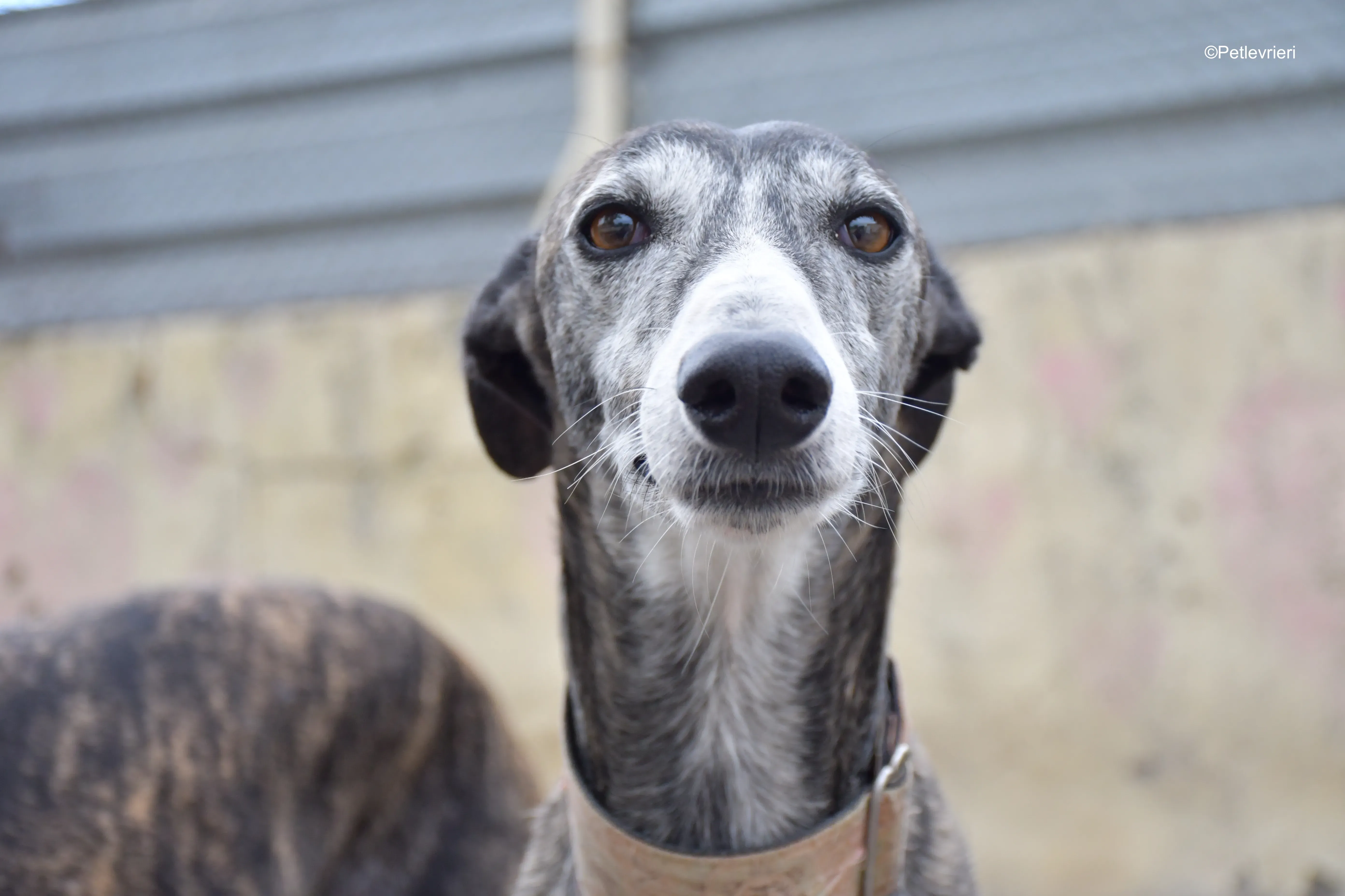 Zamorano adozione galgo pet levrieri 2