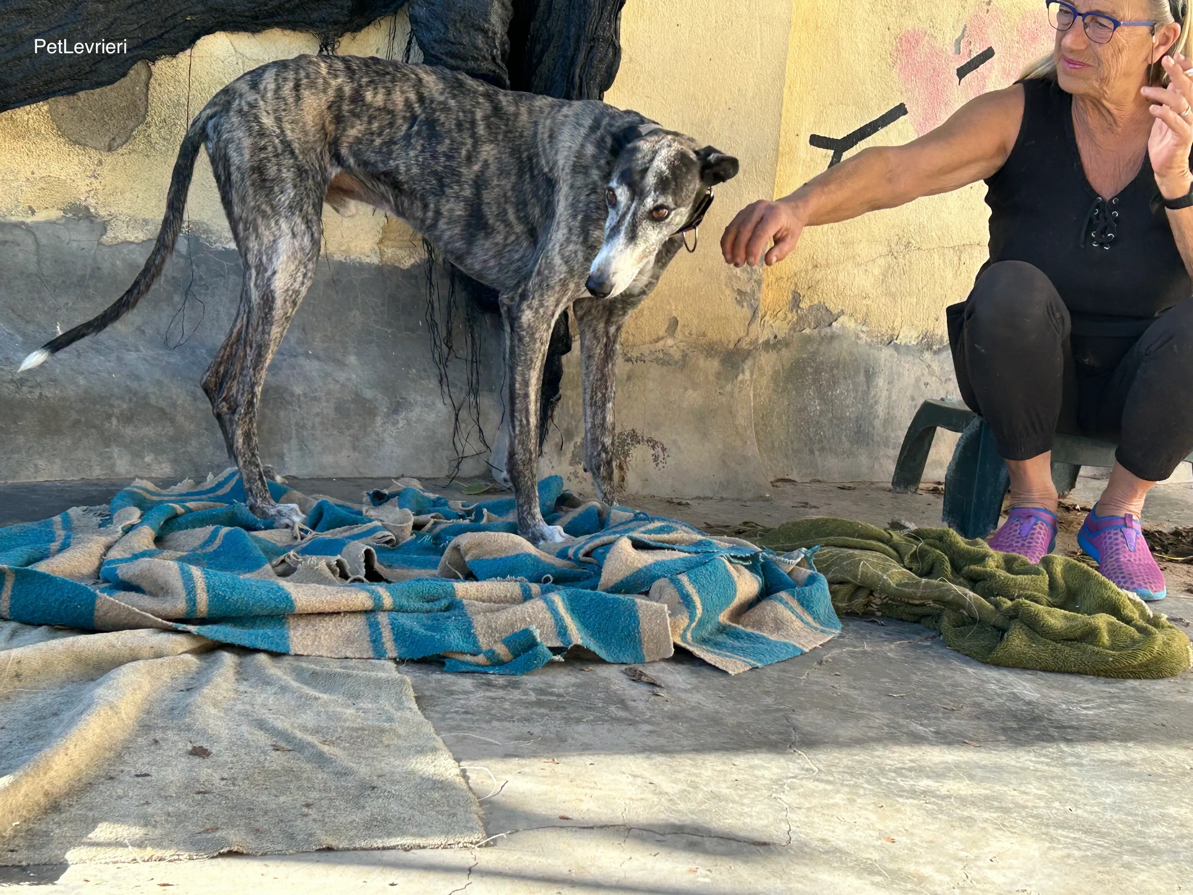 Zamorano adozione galgo pet levrieri 4