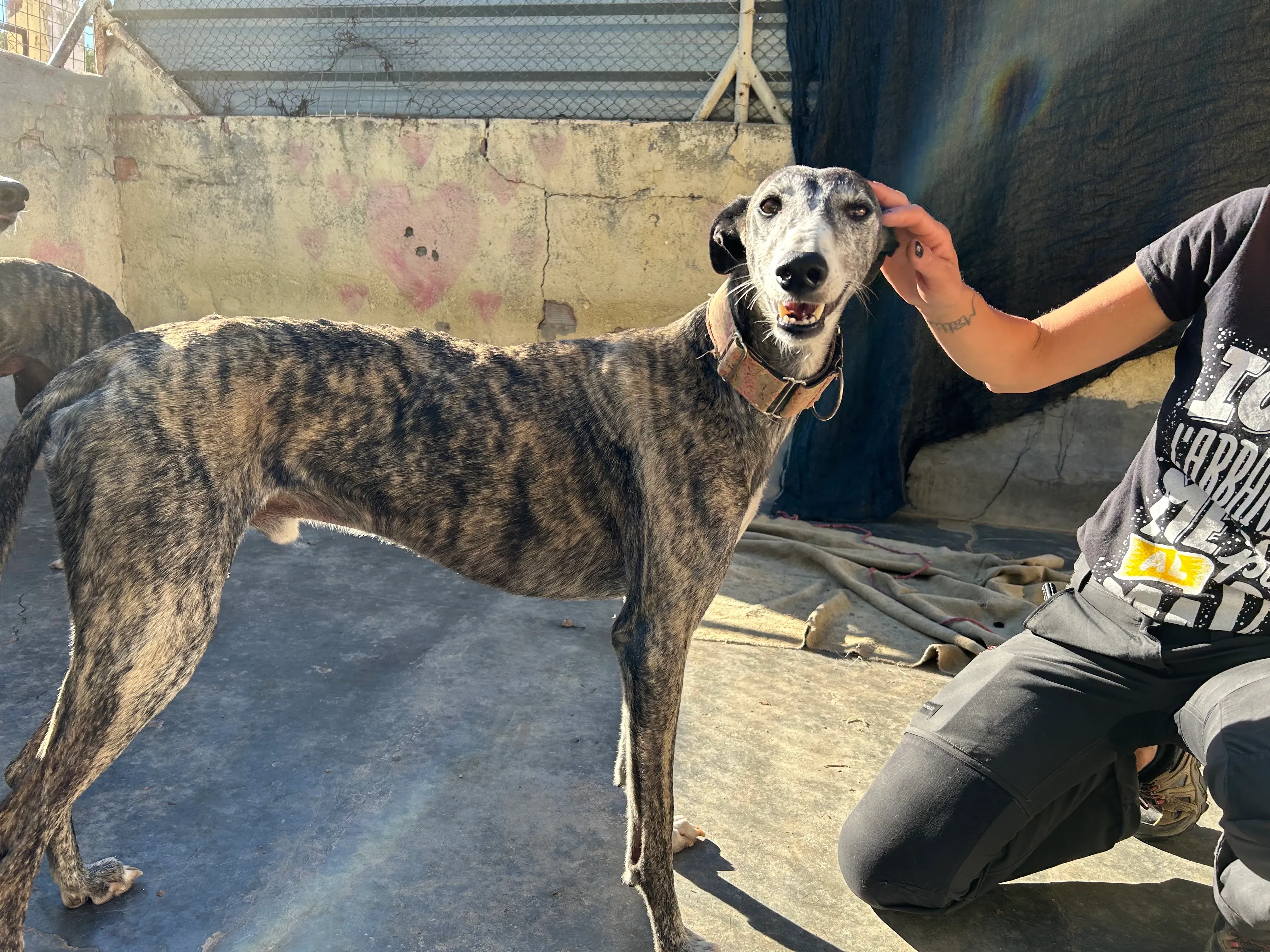 Zamorano adozione galgo pet levrieri onlus 1