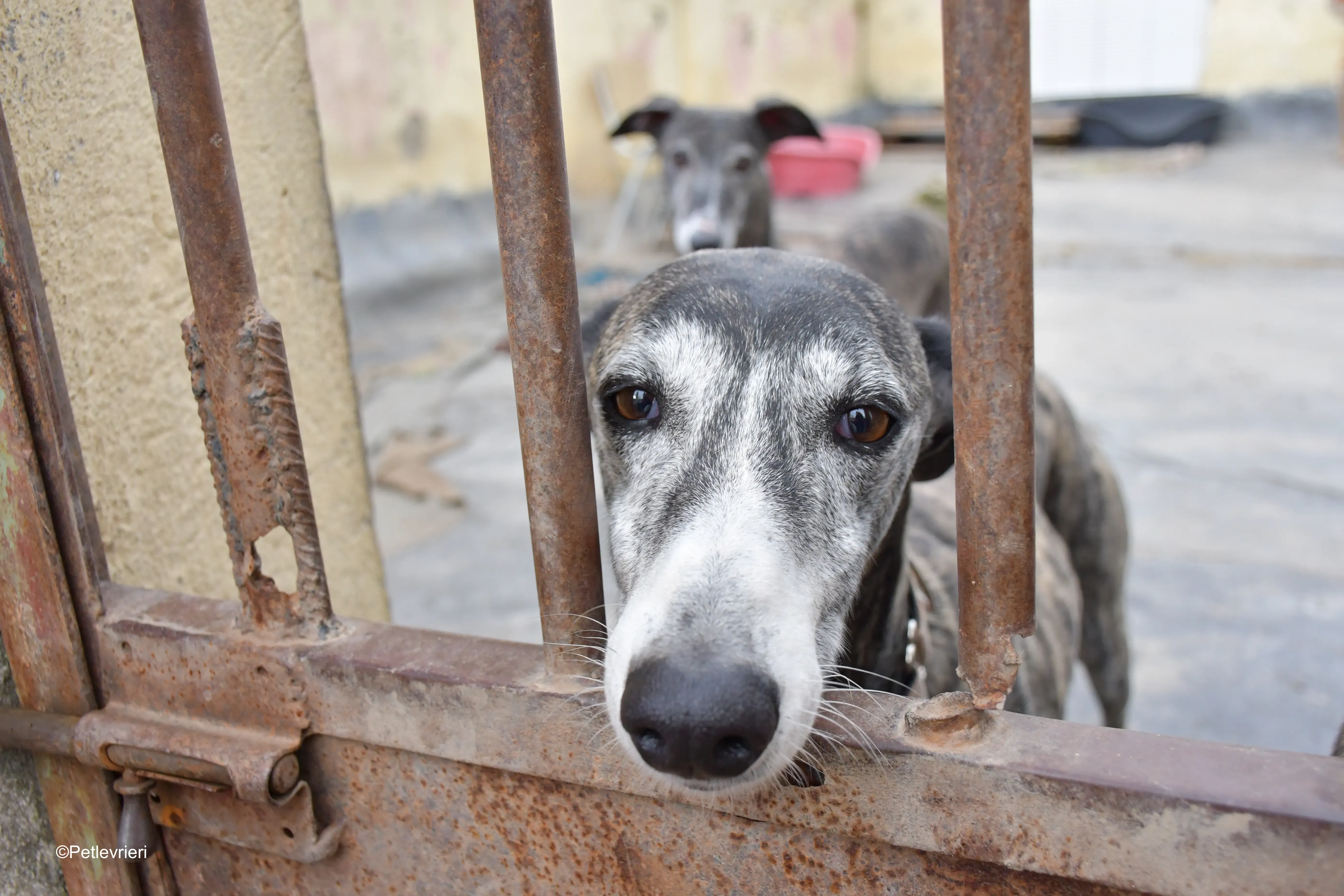Zamorano adozione galgo pet levrieri onlus 10