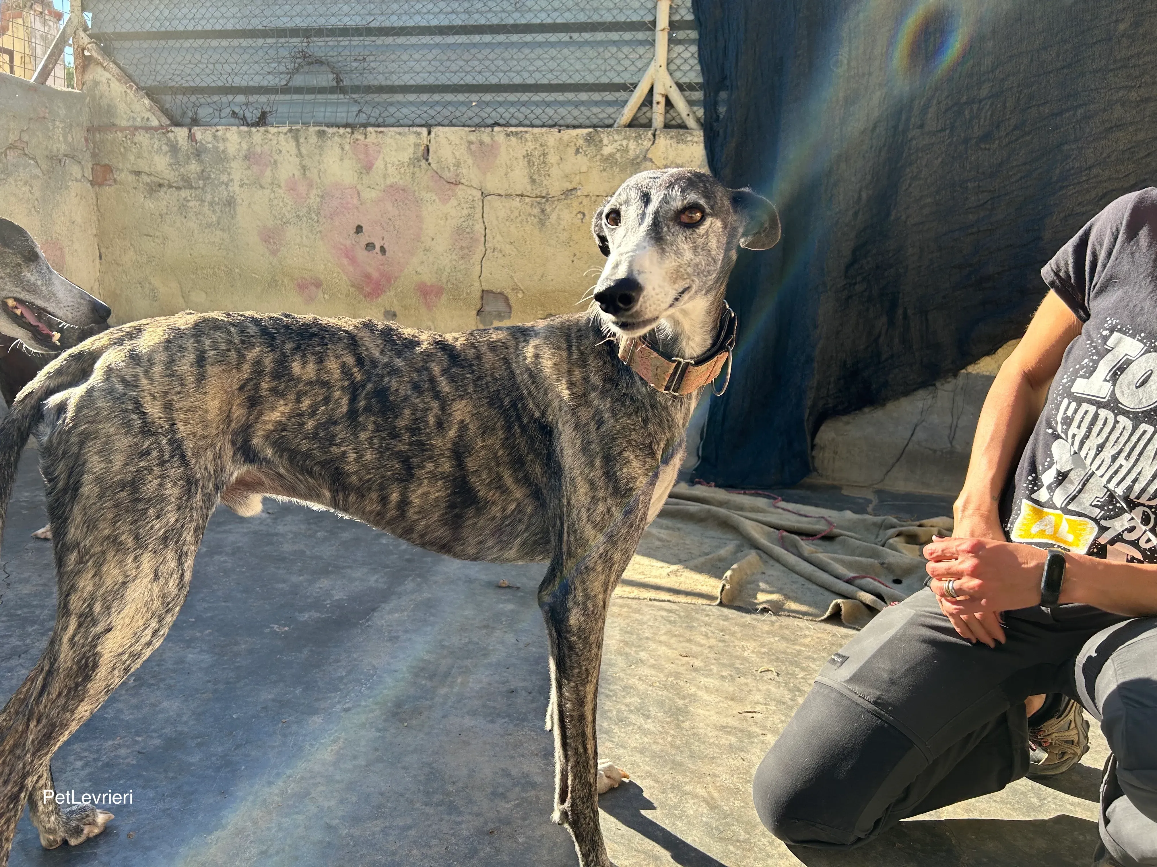 Zamorano adozione galgo pet levrieri onlus 2
