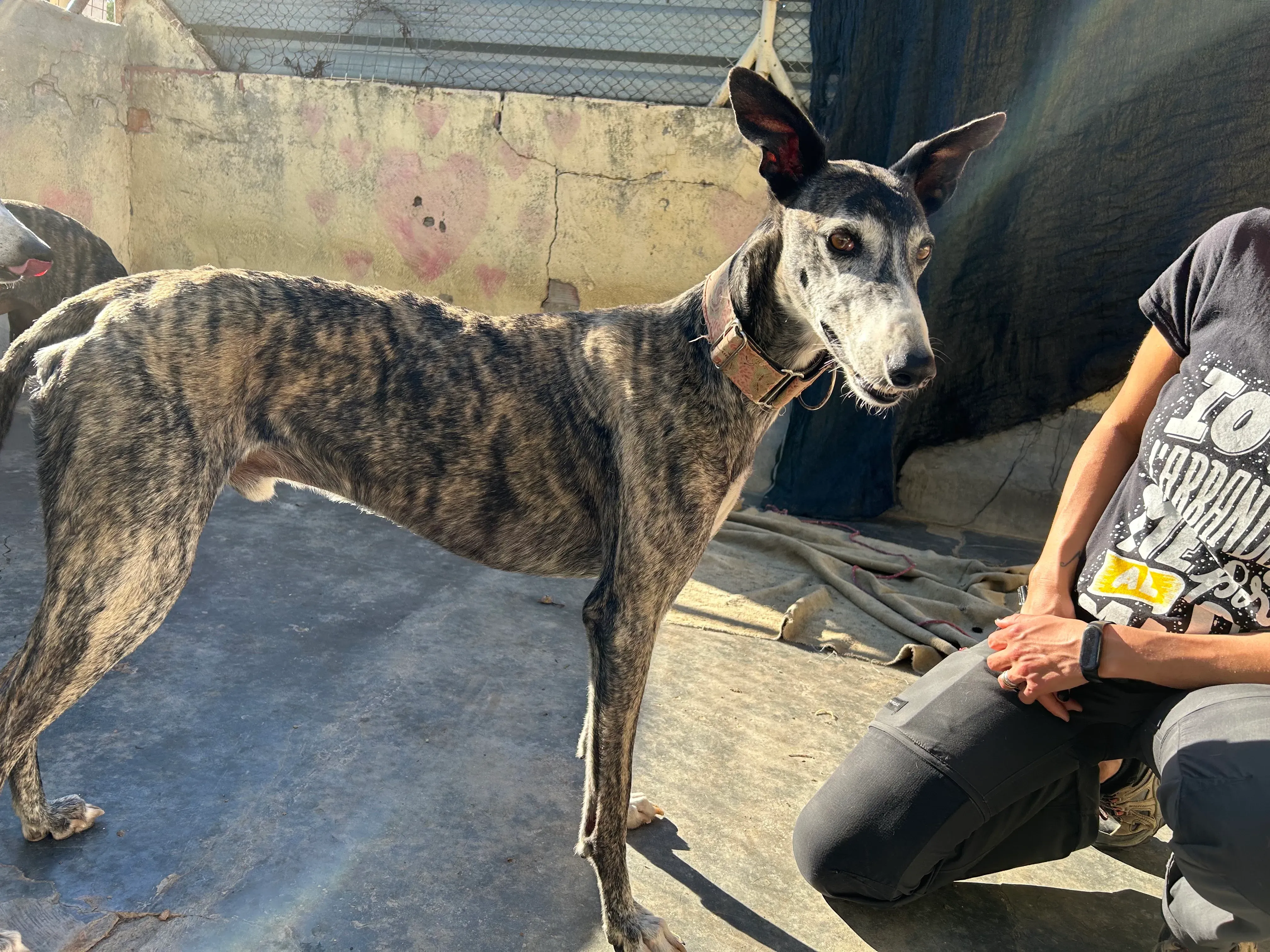 Zamorano adozione galgo pet levrieri onlus 3