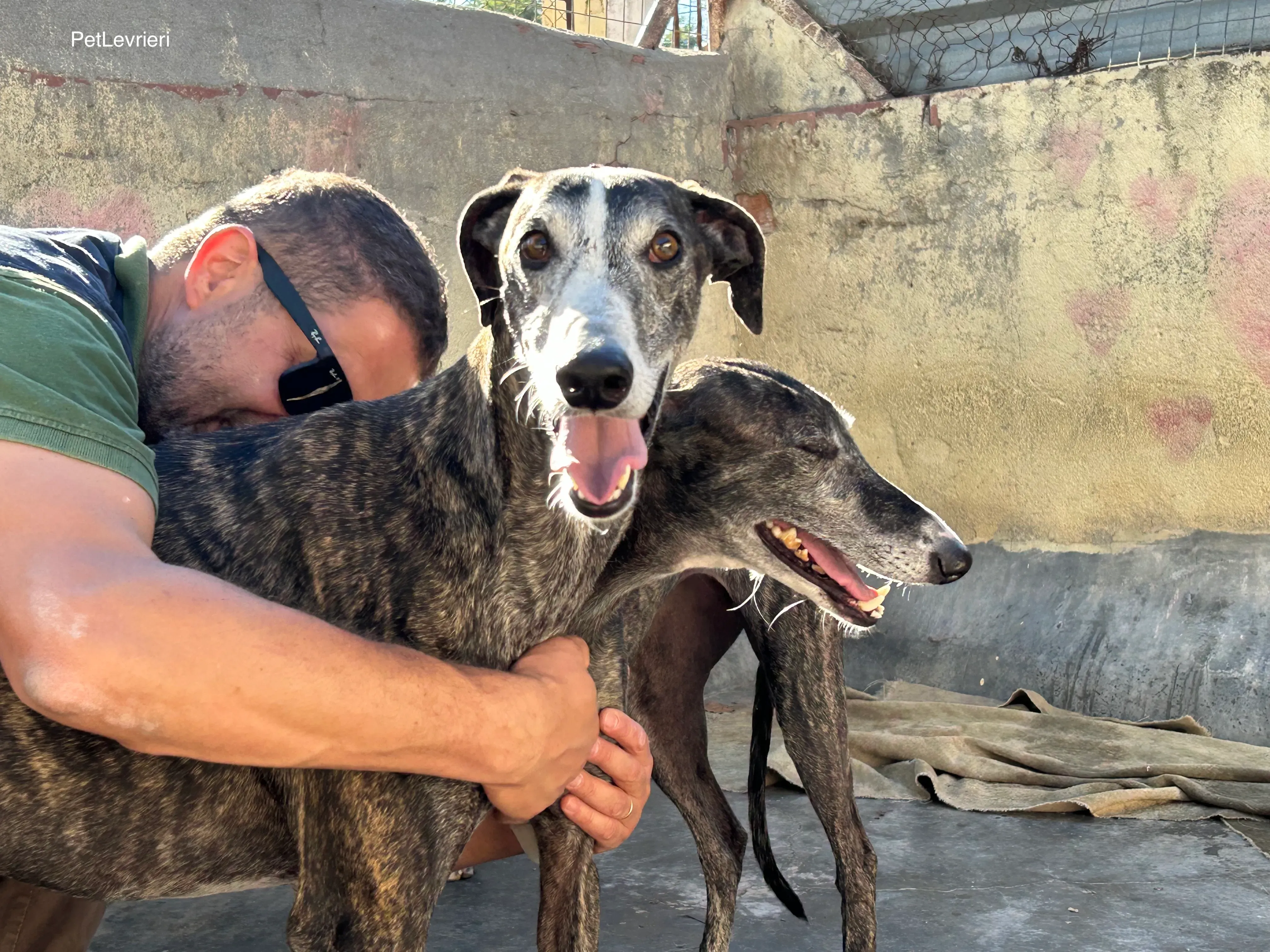 Zamorano adozione galgo pet levrieri onlus 5