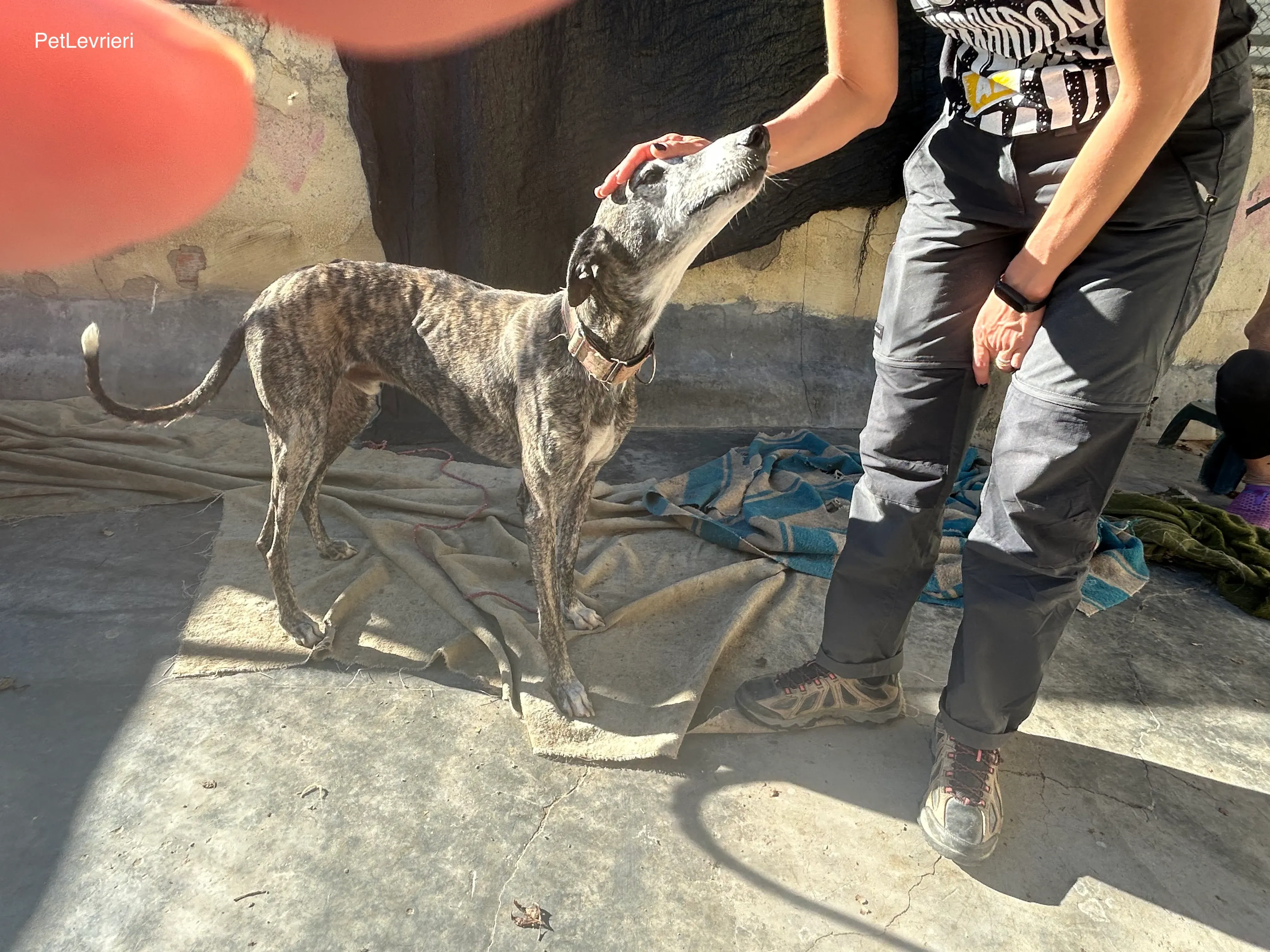 Zamorano adozione galgo pet levrieri onlus 6