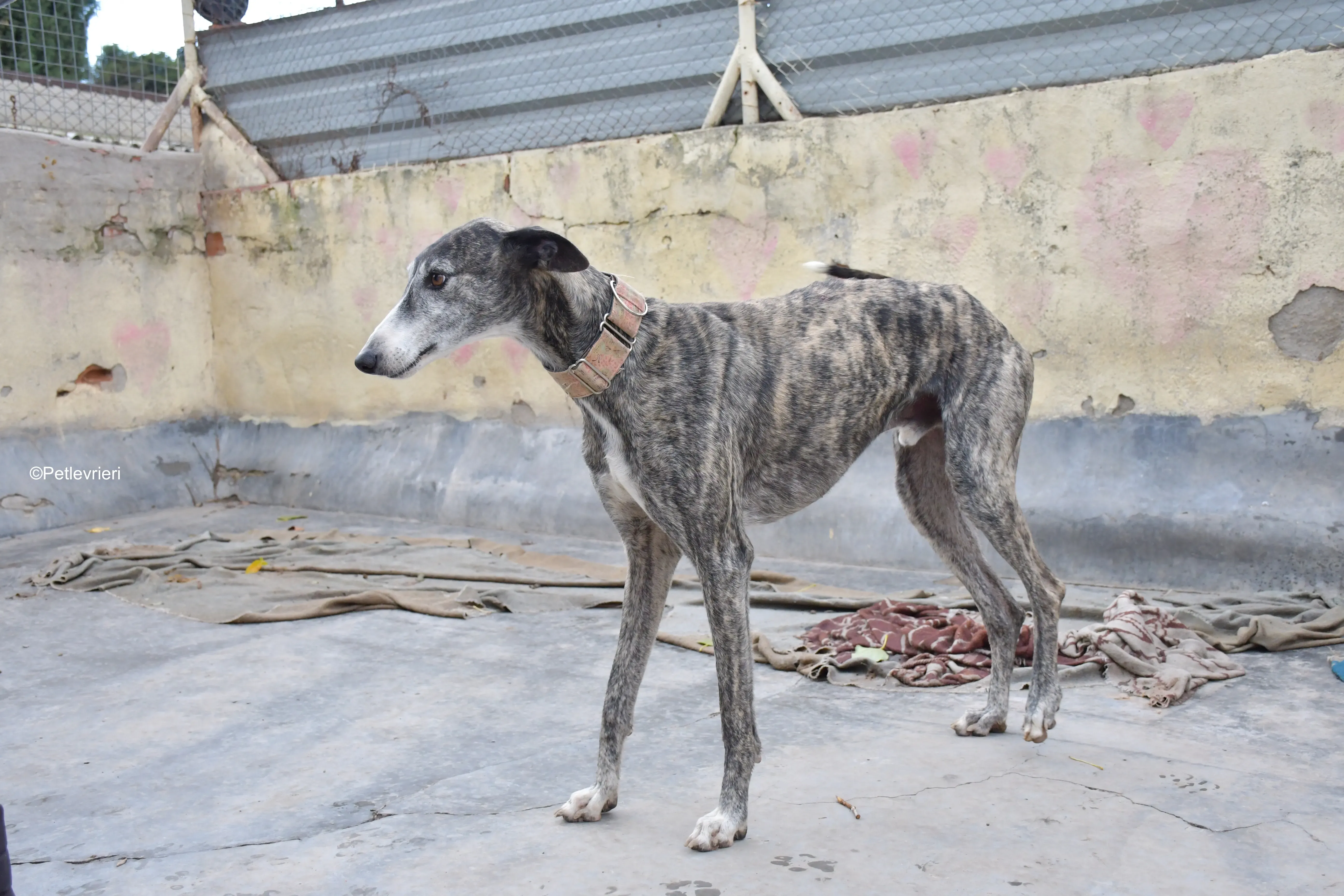 Zamorano adozione galgo pet levrieri onlus 7