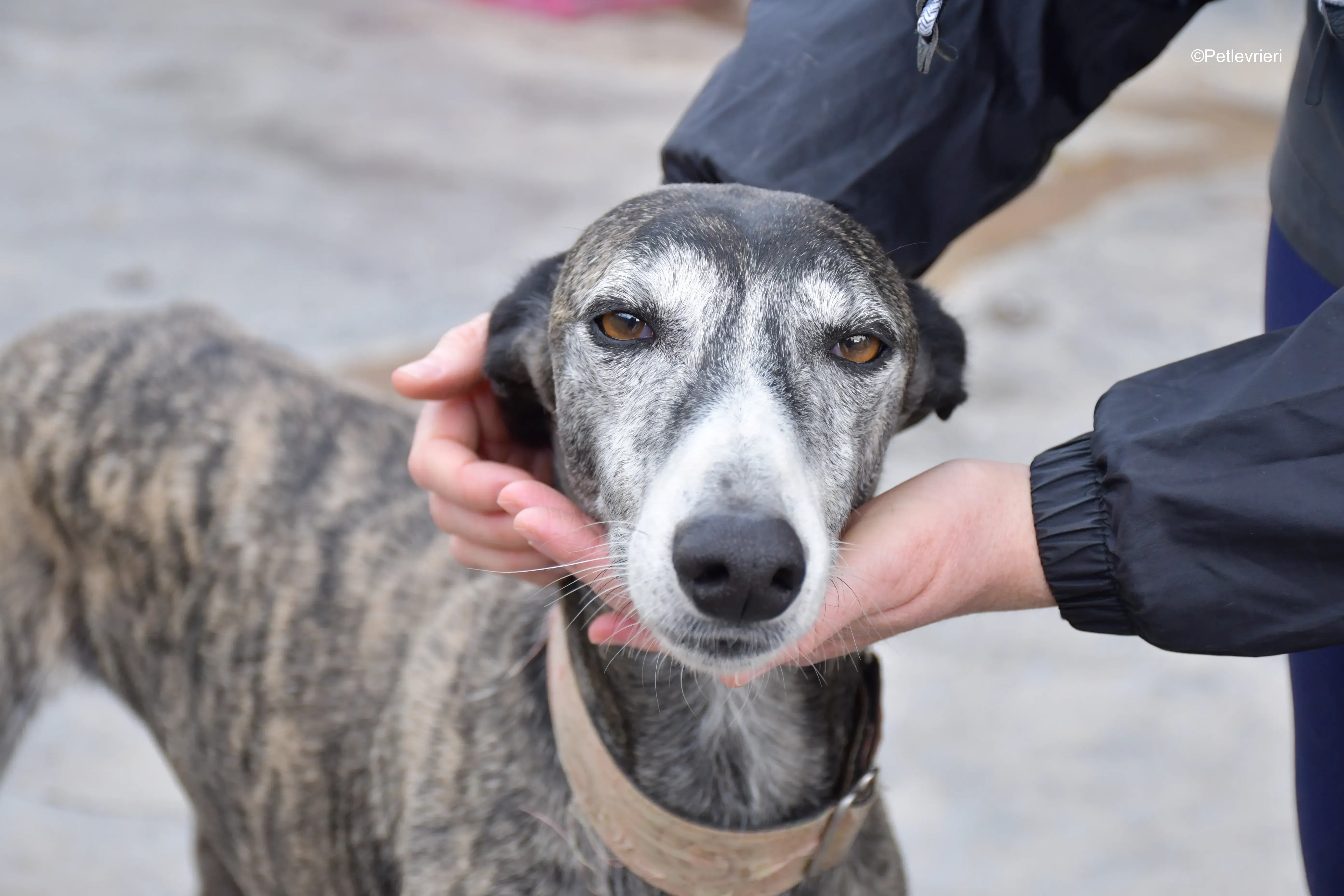 Zamorano adozione galgo pet levrieri onlus 8