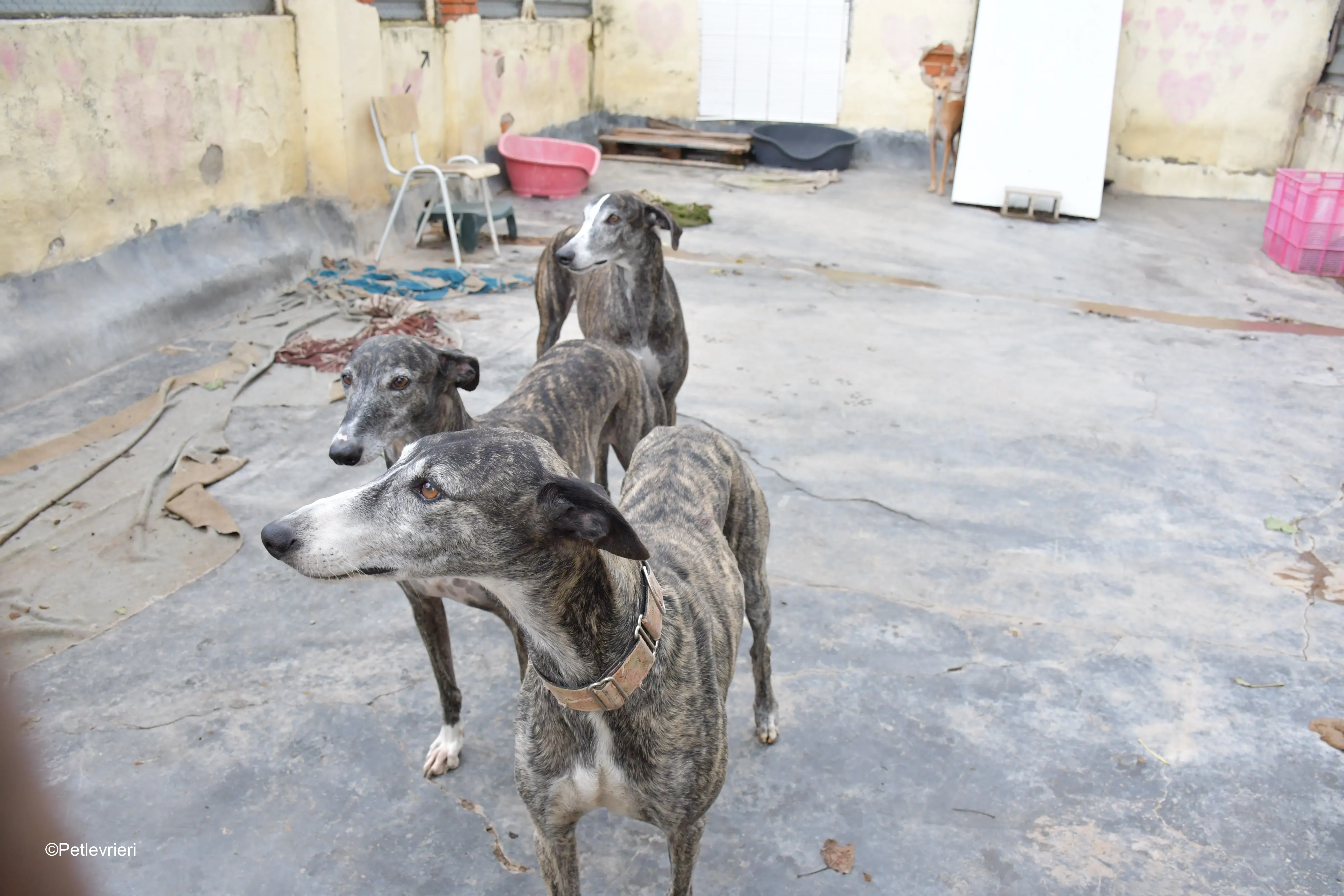 Zamorano adozione galgo pet levrieri onlus 9