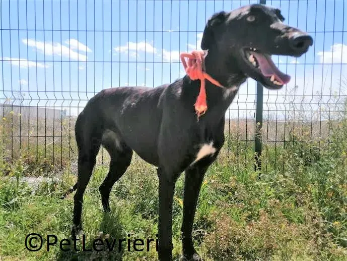 Zara adozione levrieri galgo 01 2
