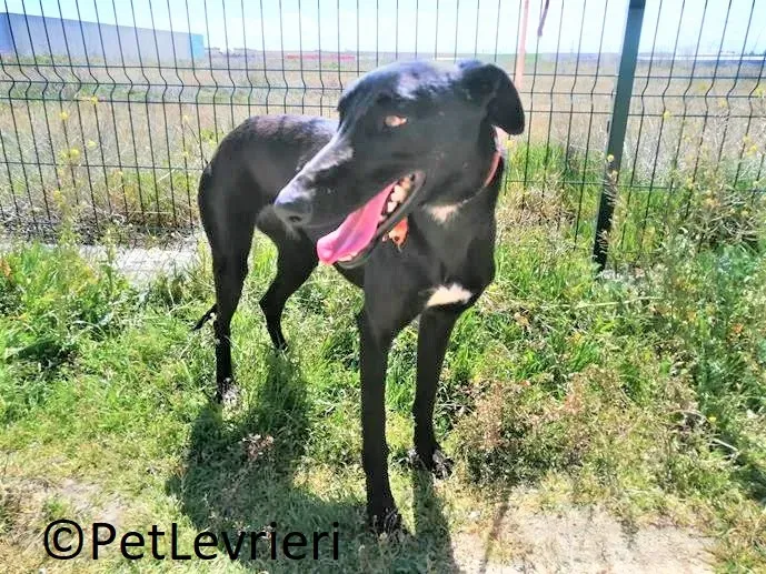 Zara adozione levrieri galgo 02 2