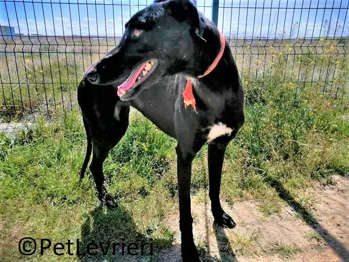 Zara adozione levrieri galgo 03 2