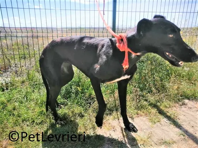 Zara adozione levrieri galgo 04 2