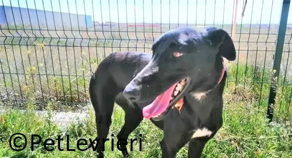 Zara adozione levrieri galgo 05