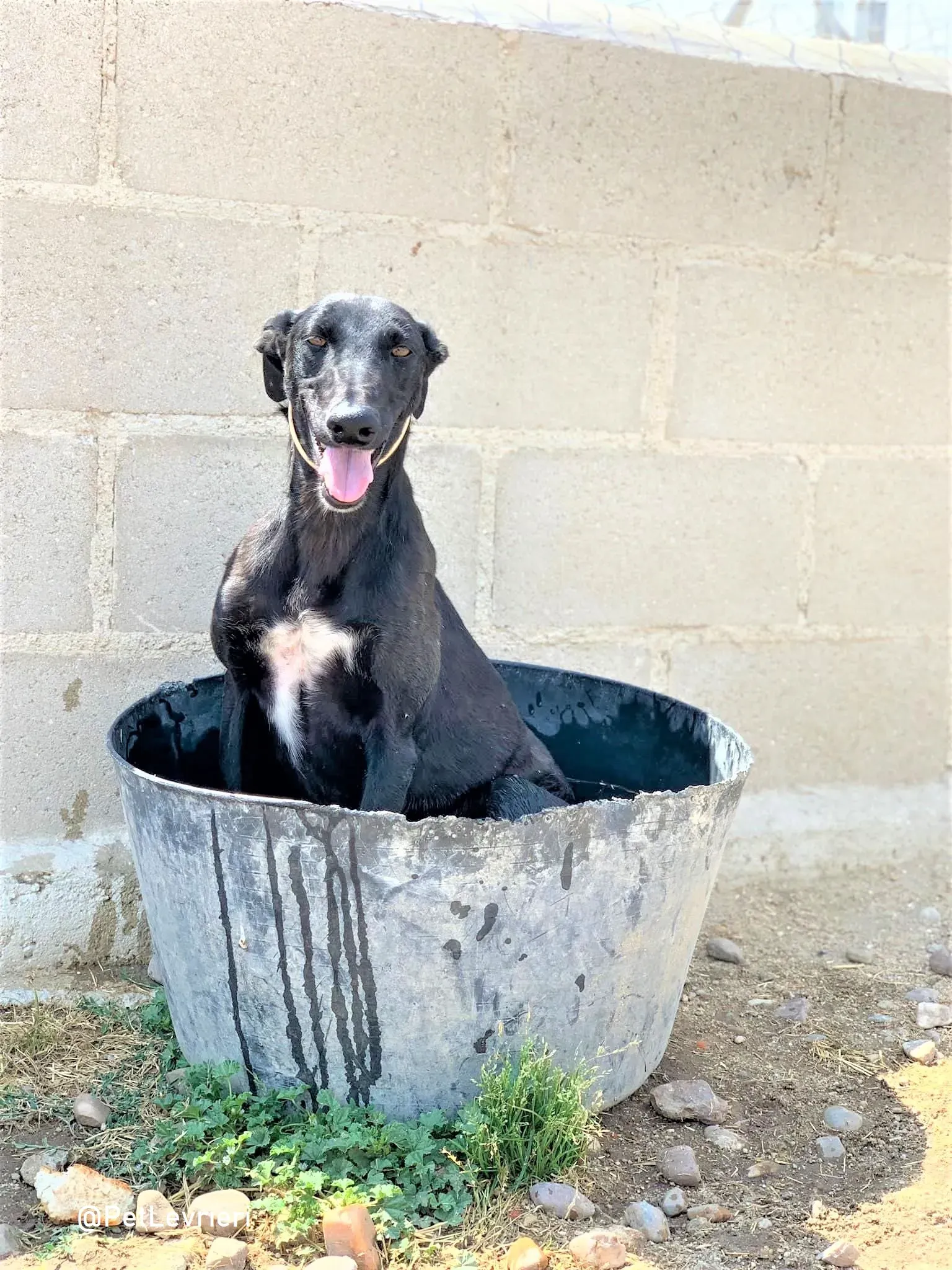 Zara adozione levrieri galgo 10 2