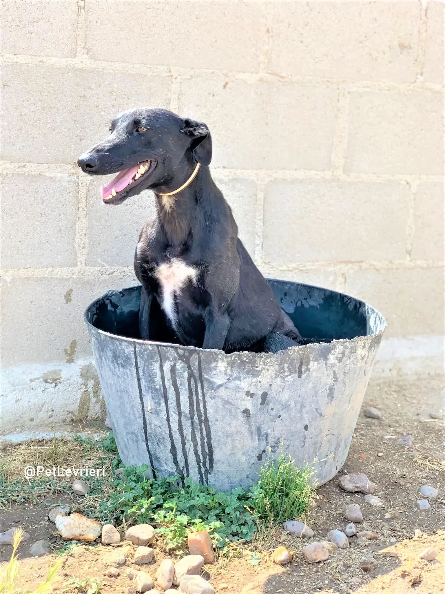 Zara adozione levrieri galgo 11 2