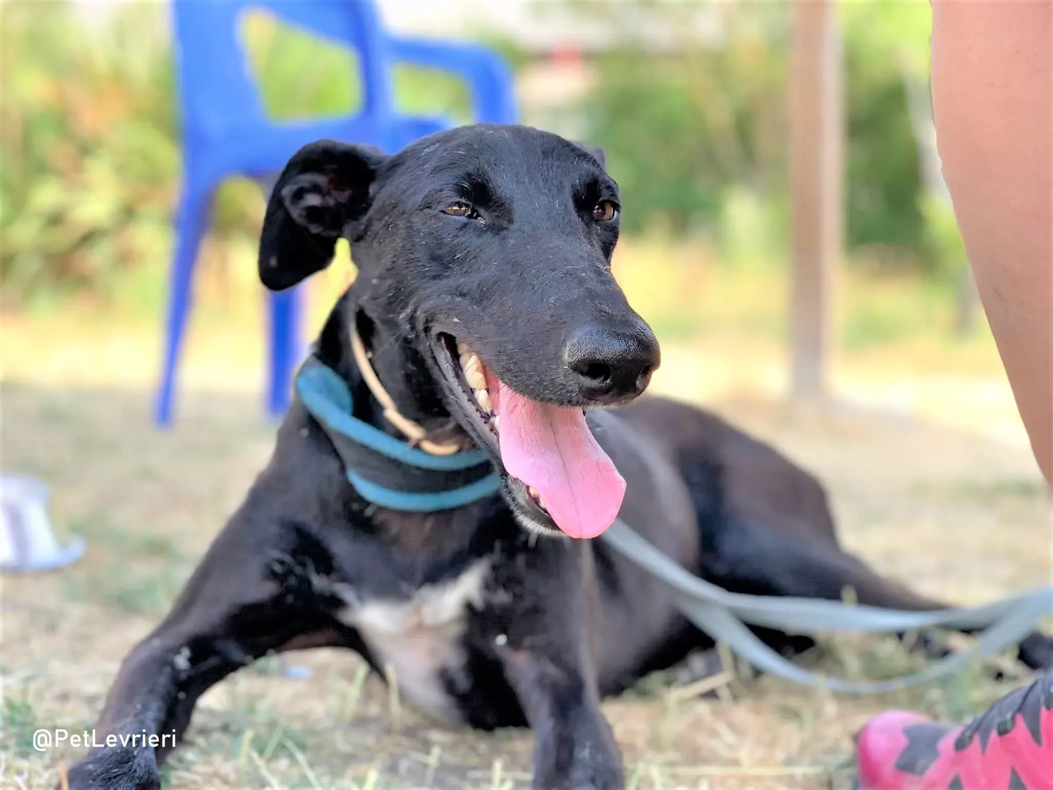 Zara adozione levrieri galgo 12 2