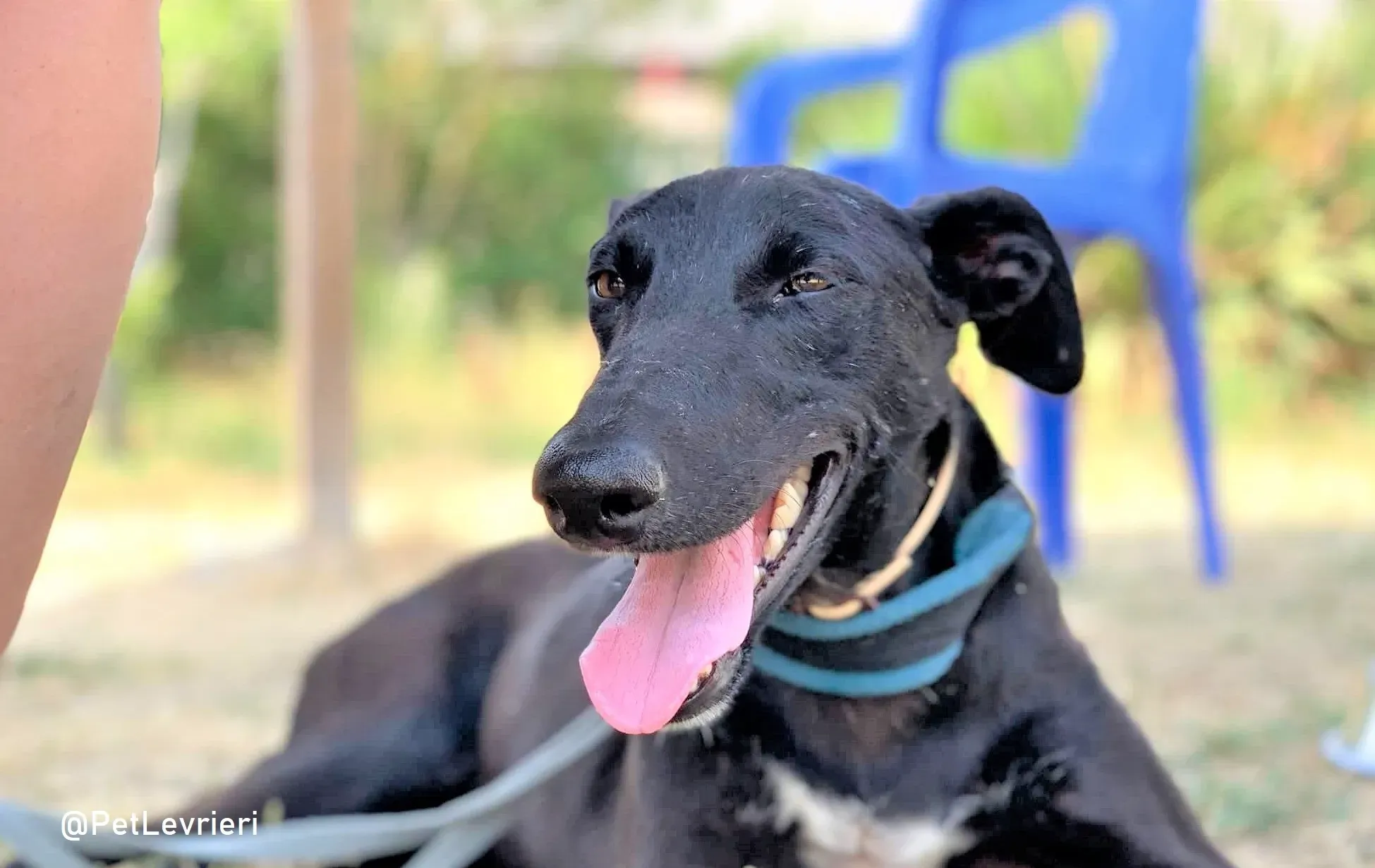 Zara adozione levrieri galgo 12 3