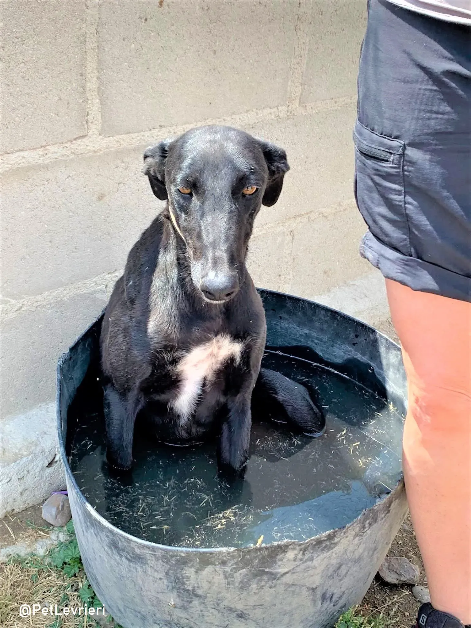 Zara adozione levrieri galgo 13 2