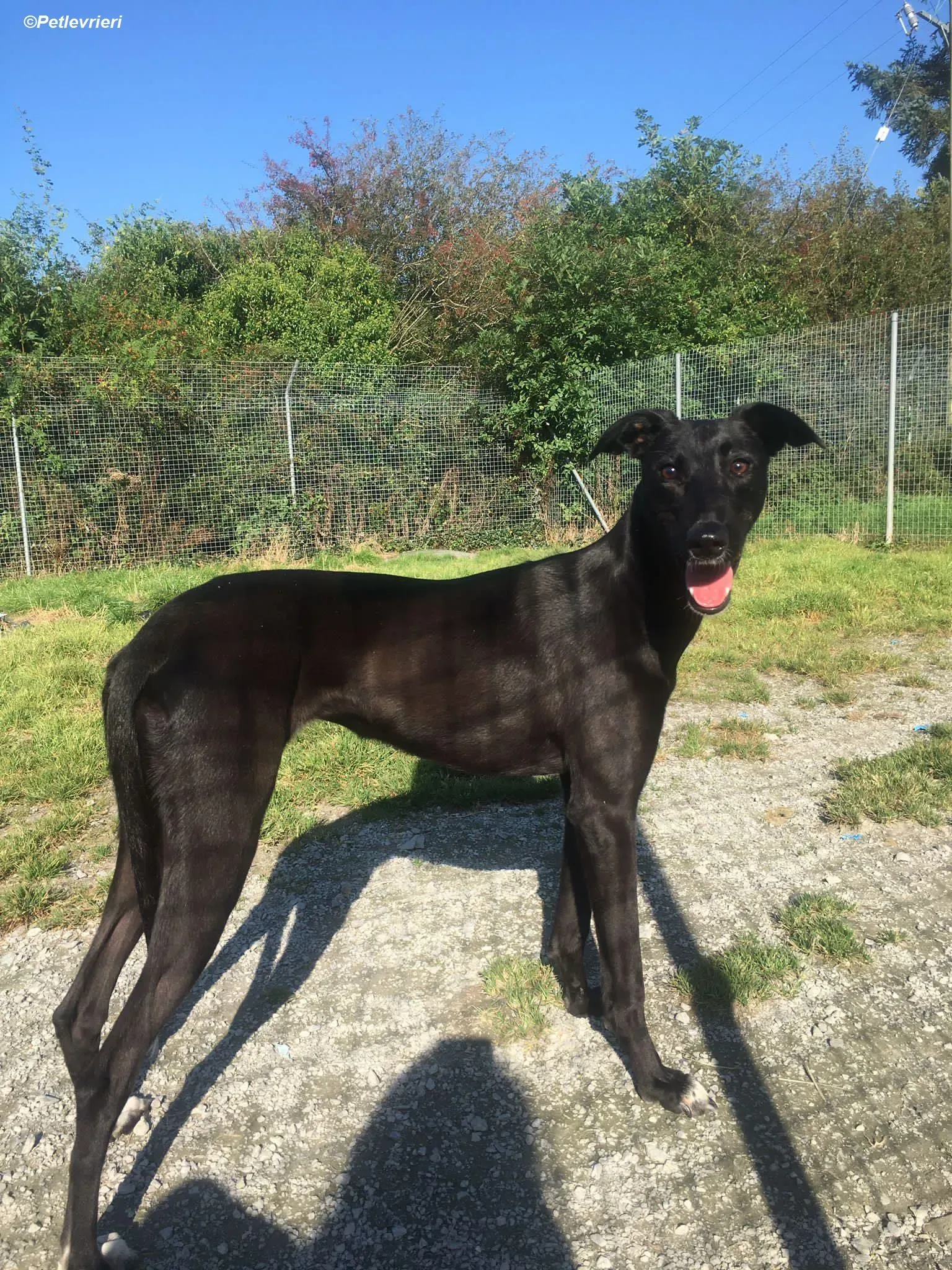 Zara adozione levrieri greyhound 1