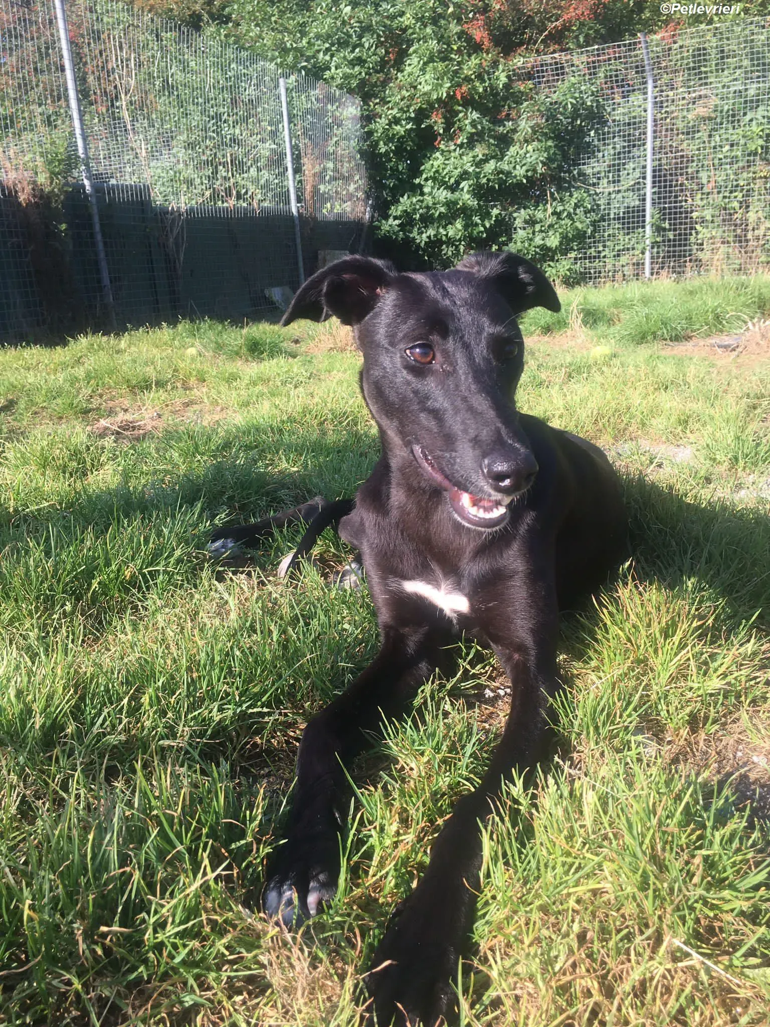 Zara adozione levrieri greyhound 10