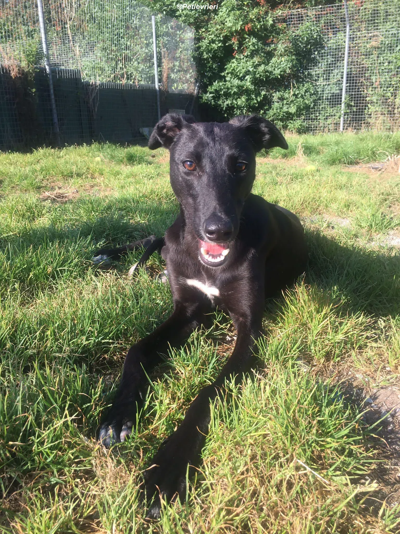 Zara adozione levrieri greyhound 11