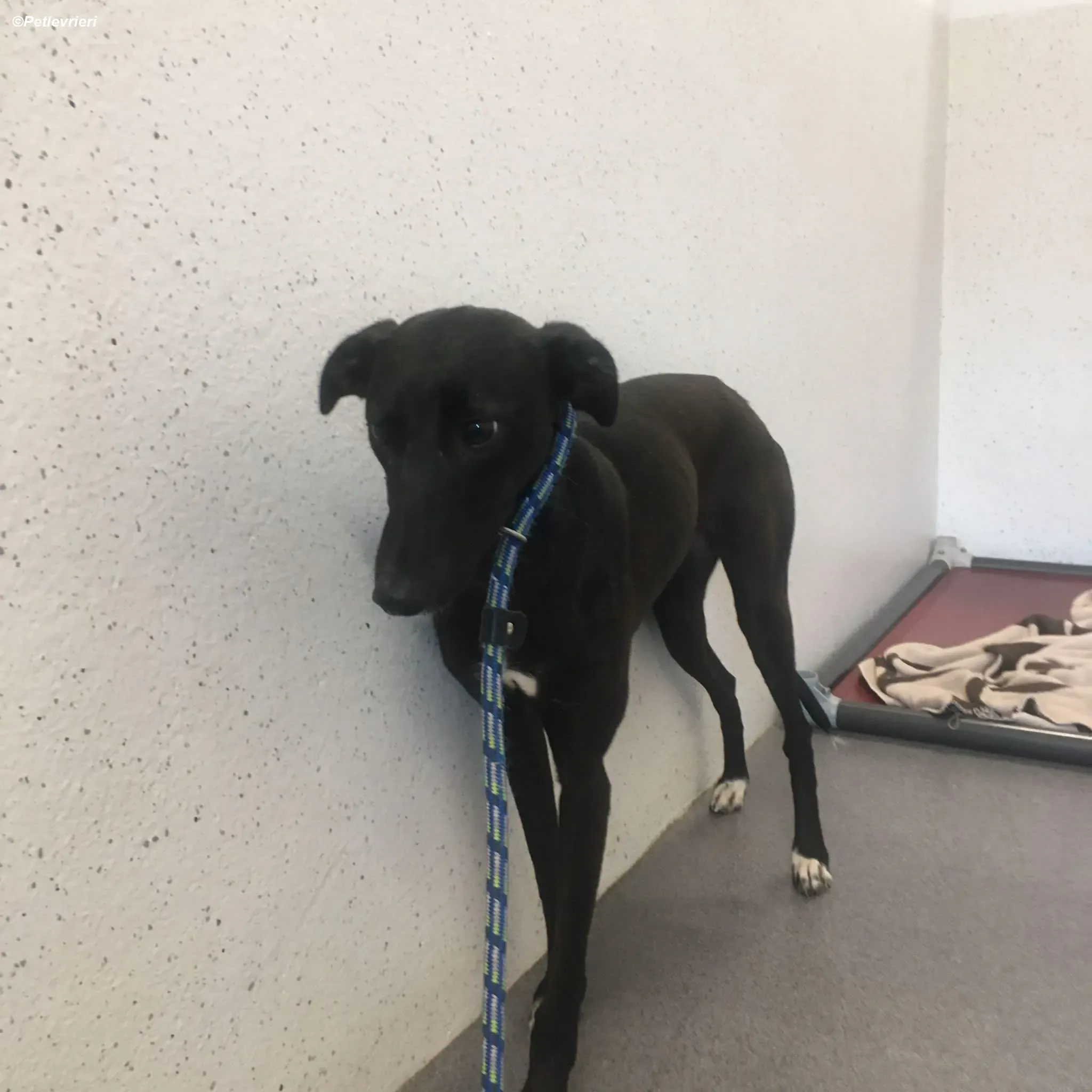 Zara adozione levrieri greyhound 12