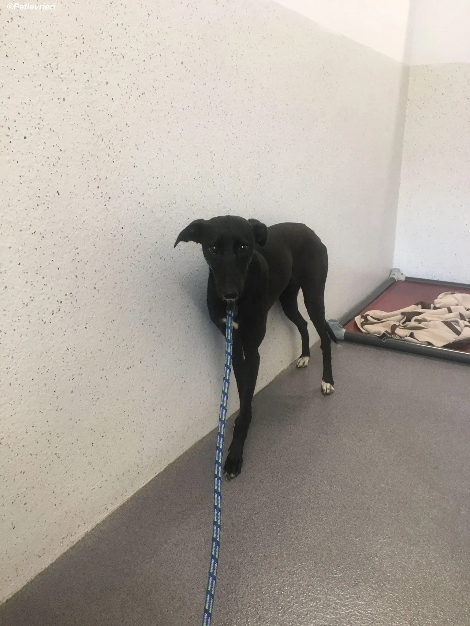 Zara adozione levrieri greyhound 13