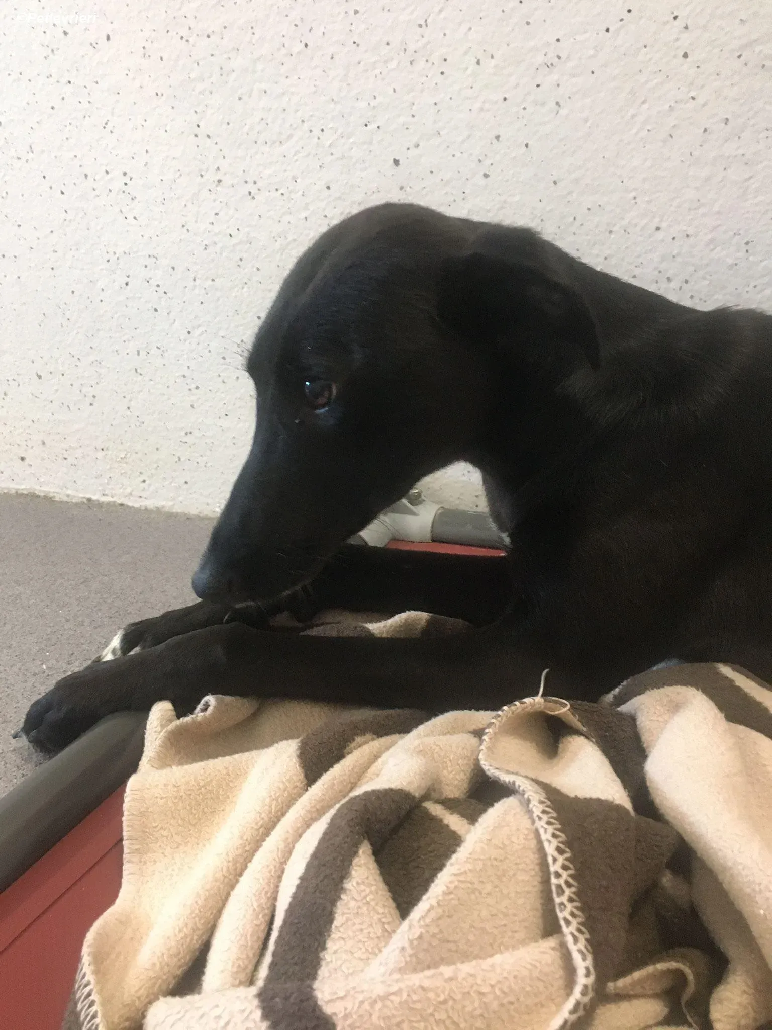 Zara adozione levrieri greyhound 14