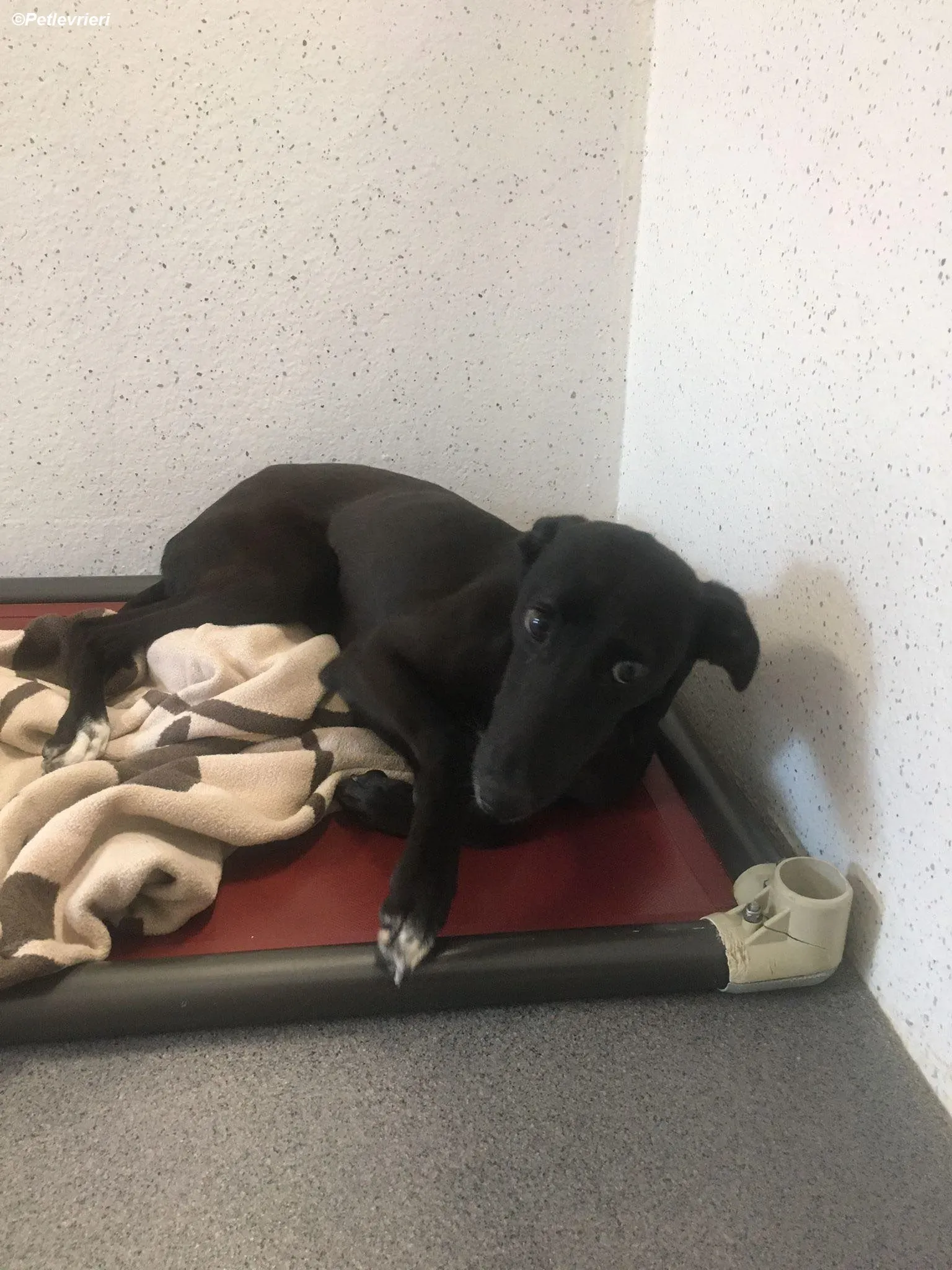 Zara adozione levrieri greyhound 15