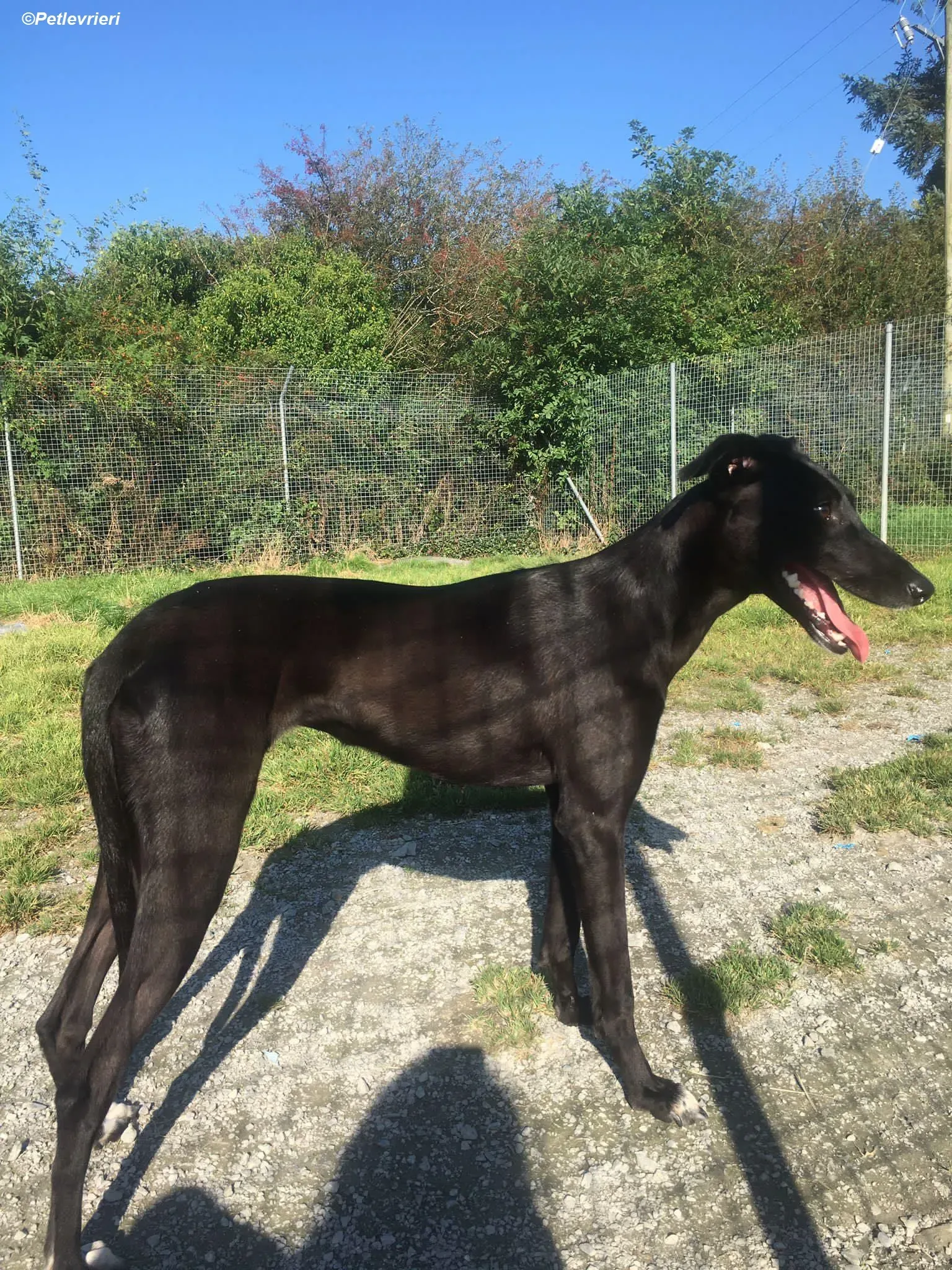 Zara adozione levrieri greyhound 2
