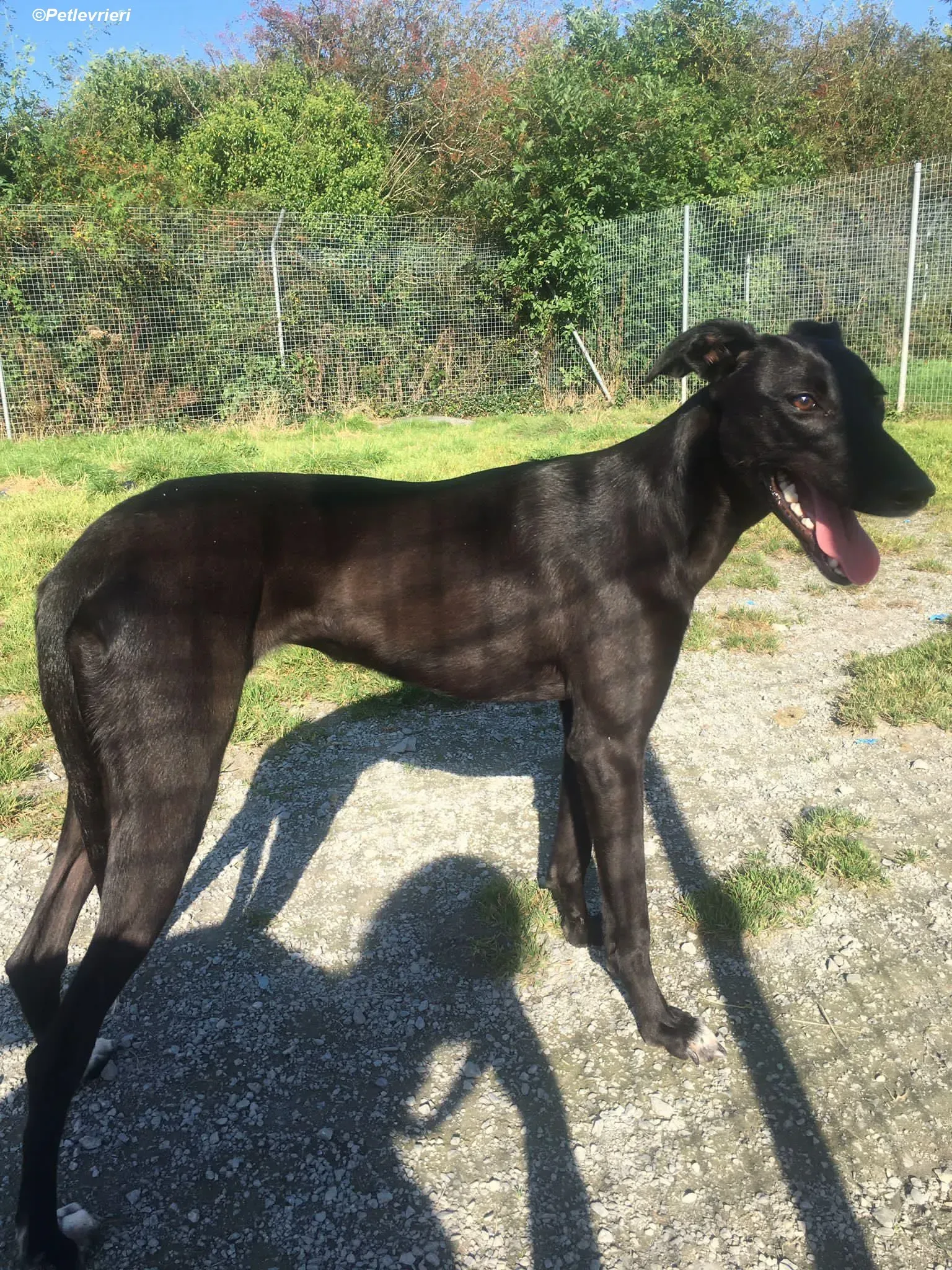 Zara adozione levrieri greyhound 3