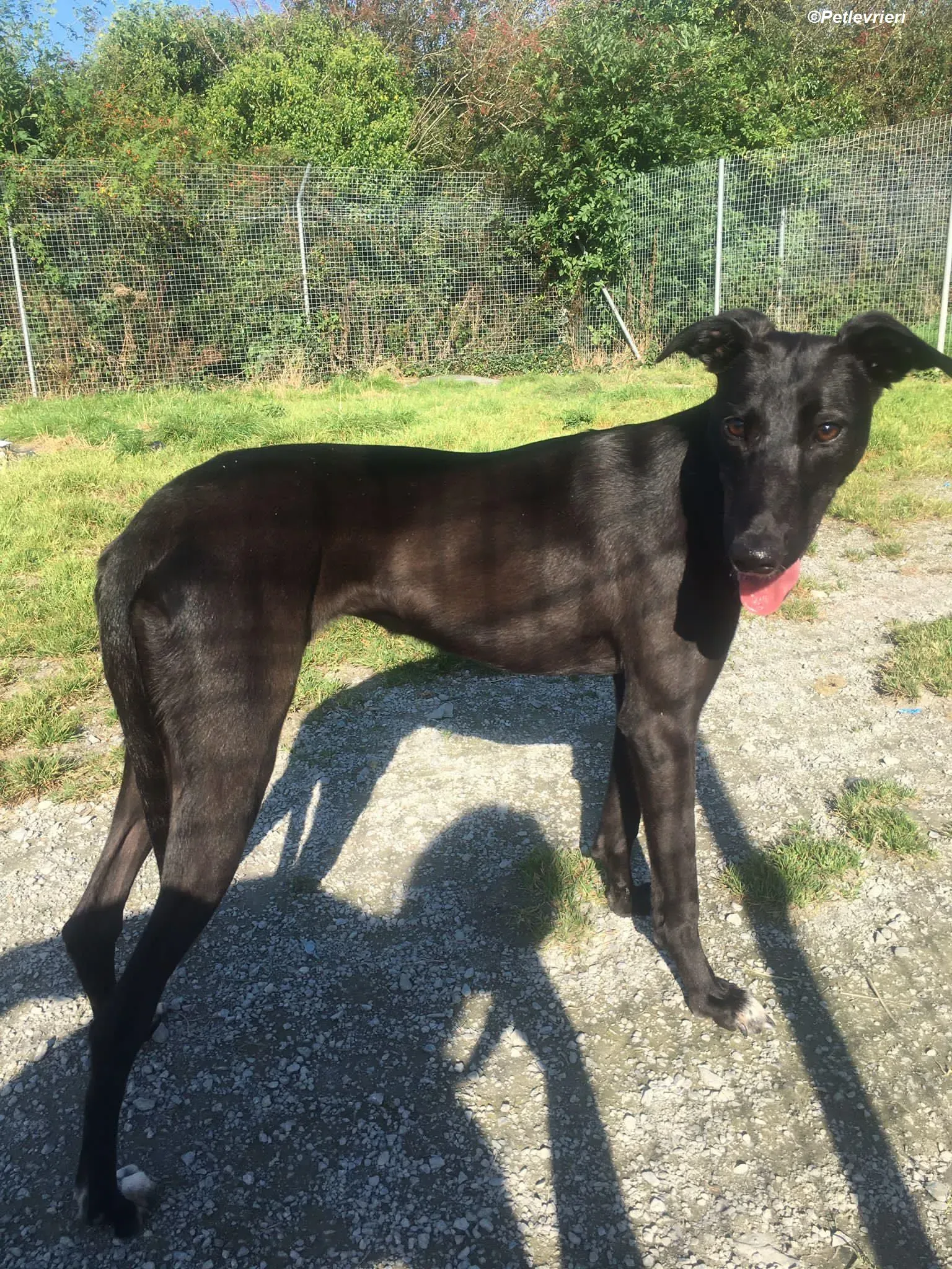 Zara adozione levrieri greyhound 4