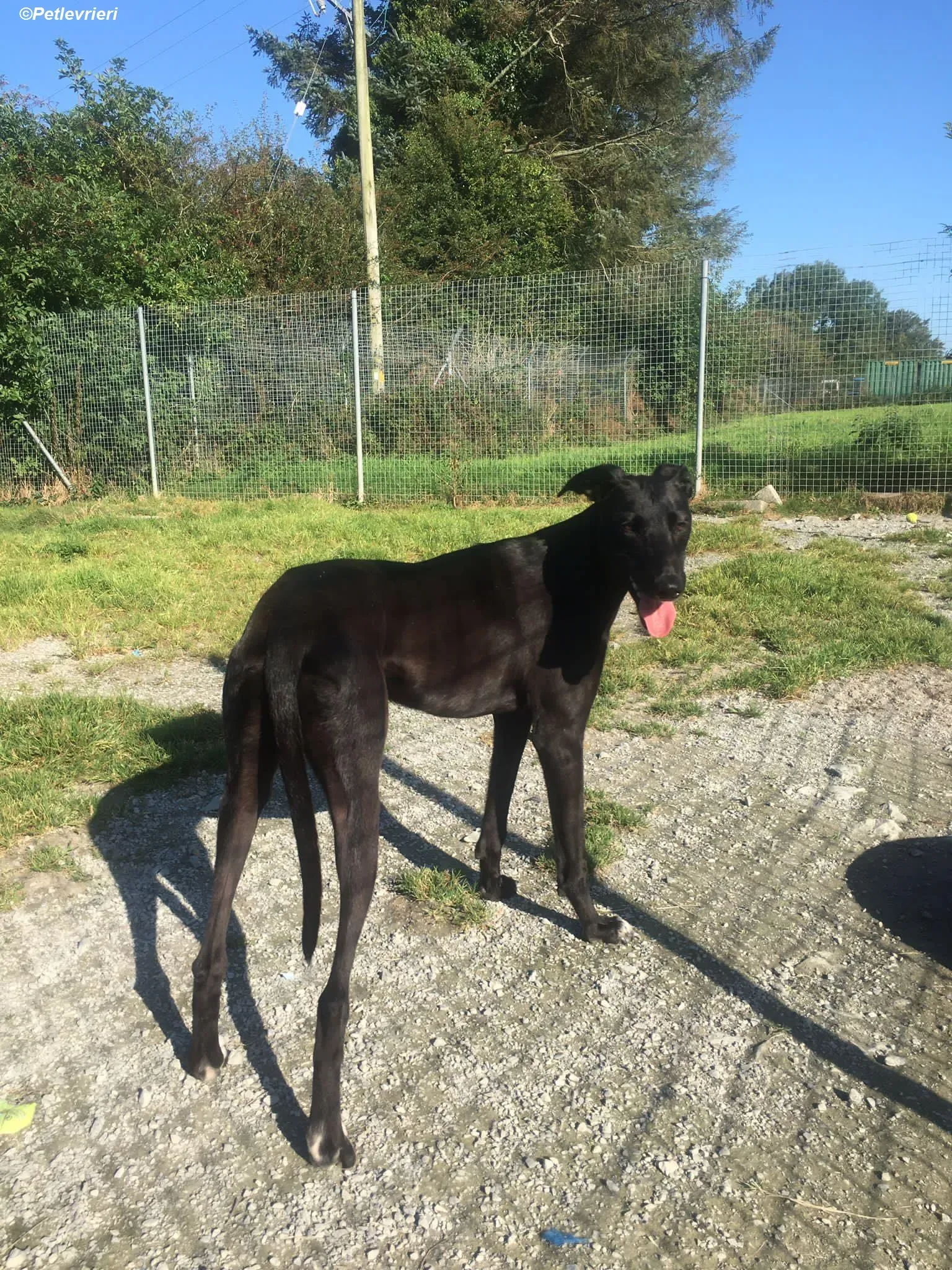 Zara adozione levrieri greyhound 5