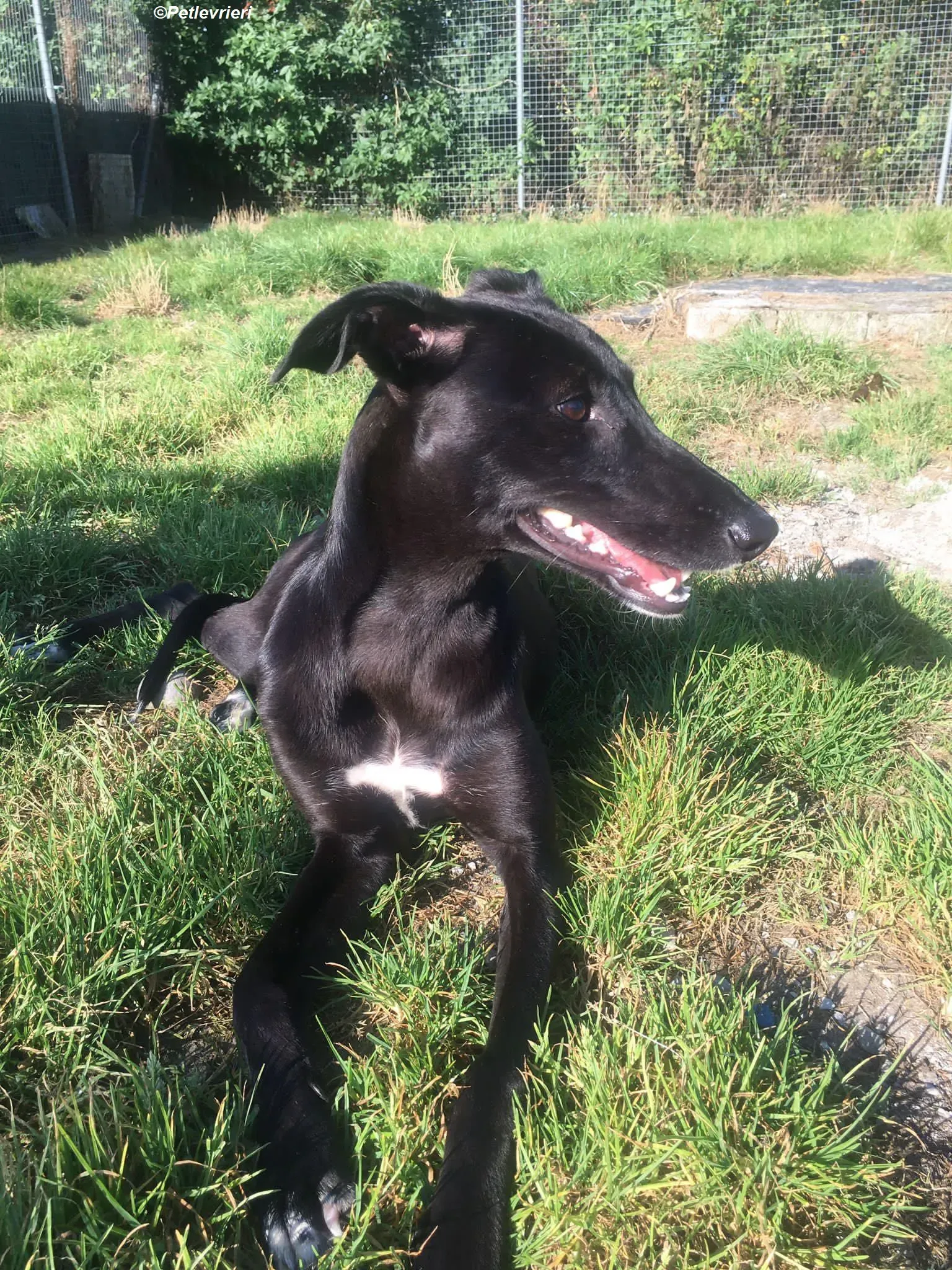 Zara adozione levrieri greyhound 6