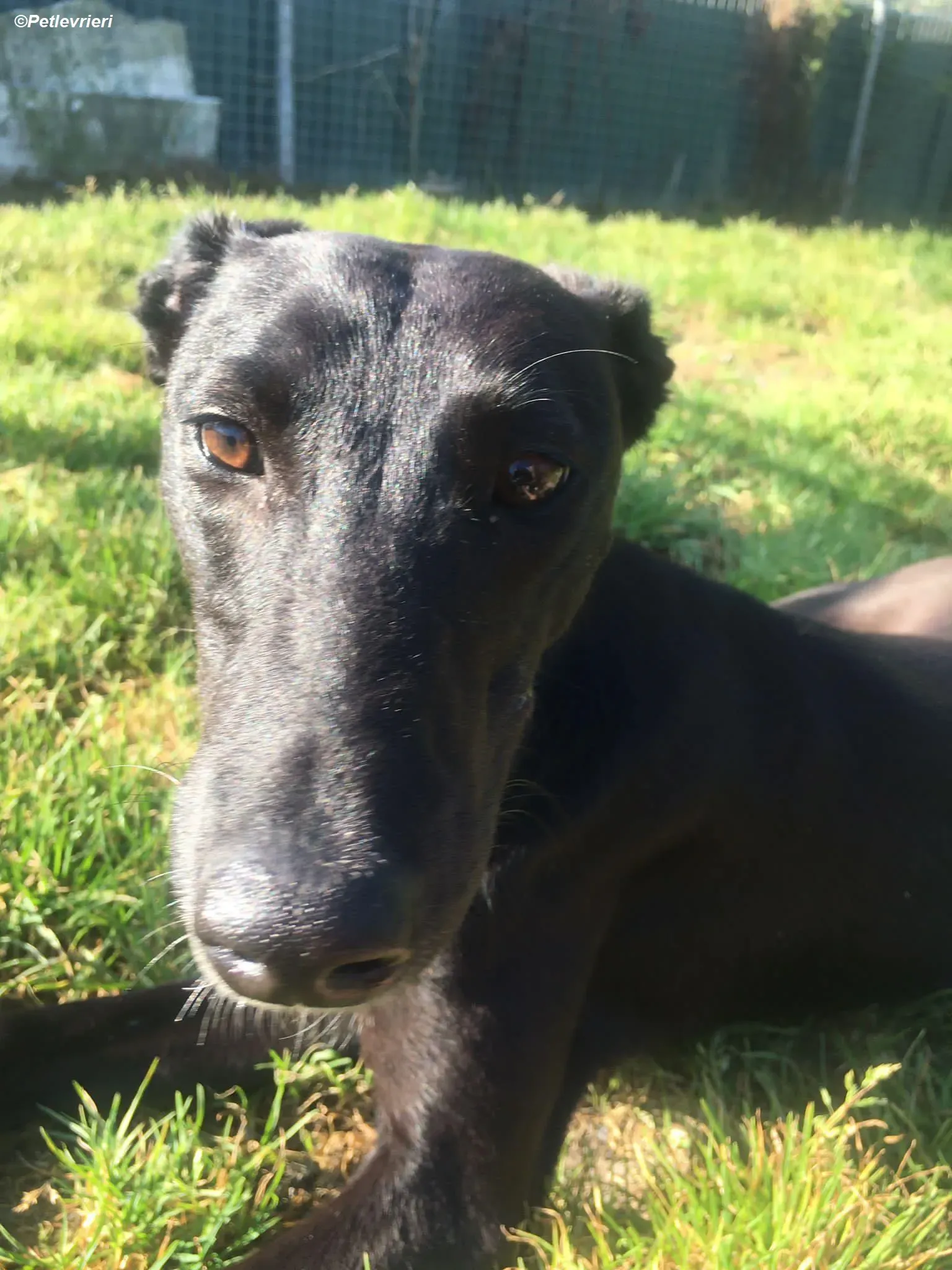 Zara adozione levrieri greyhound 7