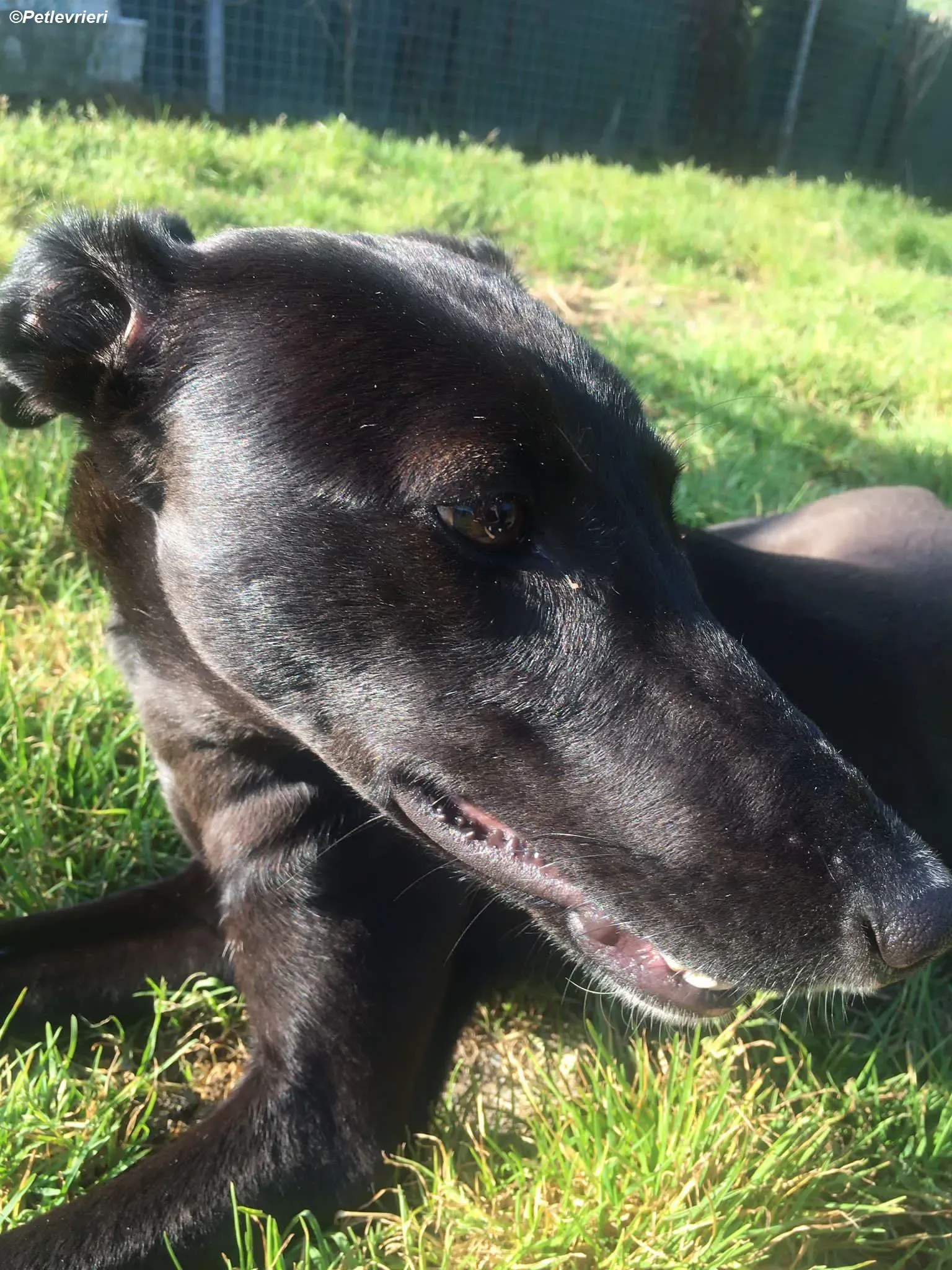 Zara adozione levrieri greyhound 8