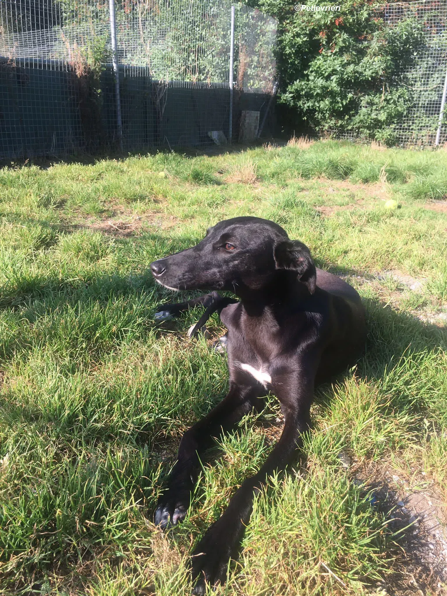 Zara adozione levrieri greyhound 9