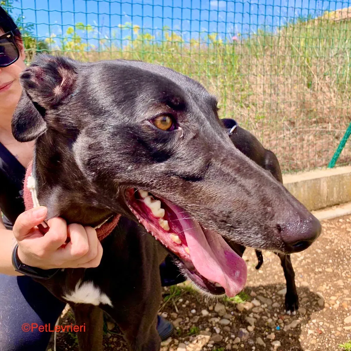 Zarco adozione galgo pet levrieri onlus 1 1