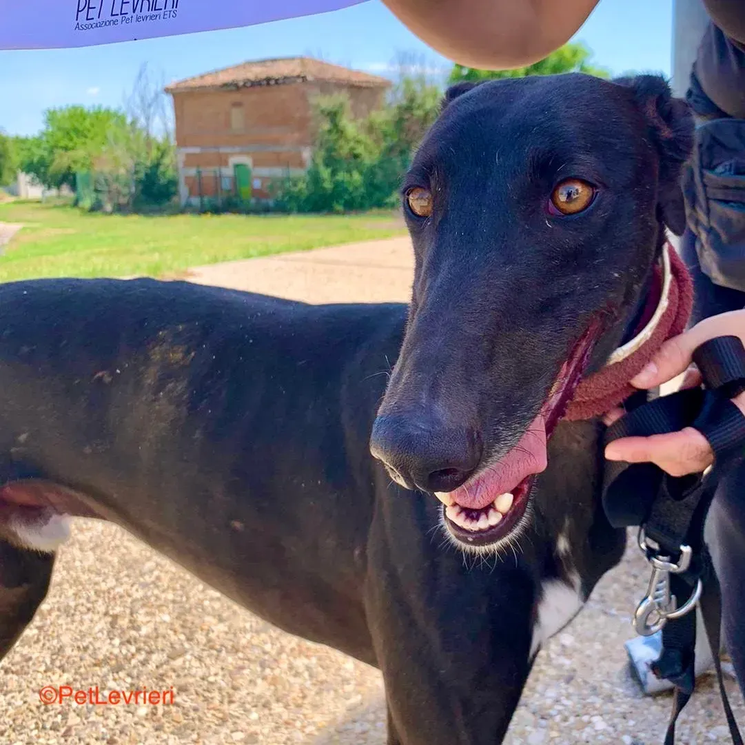Zarco adozione galgo pet levrieri onlus 2 1