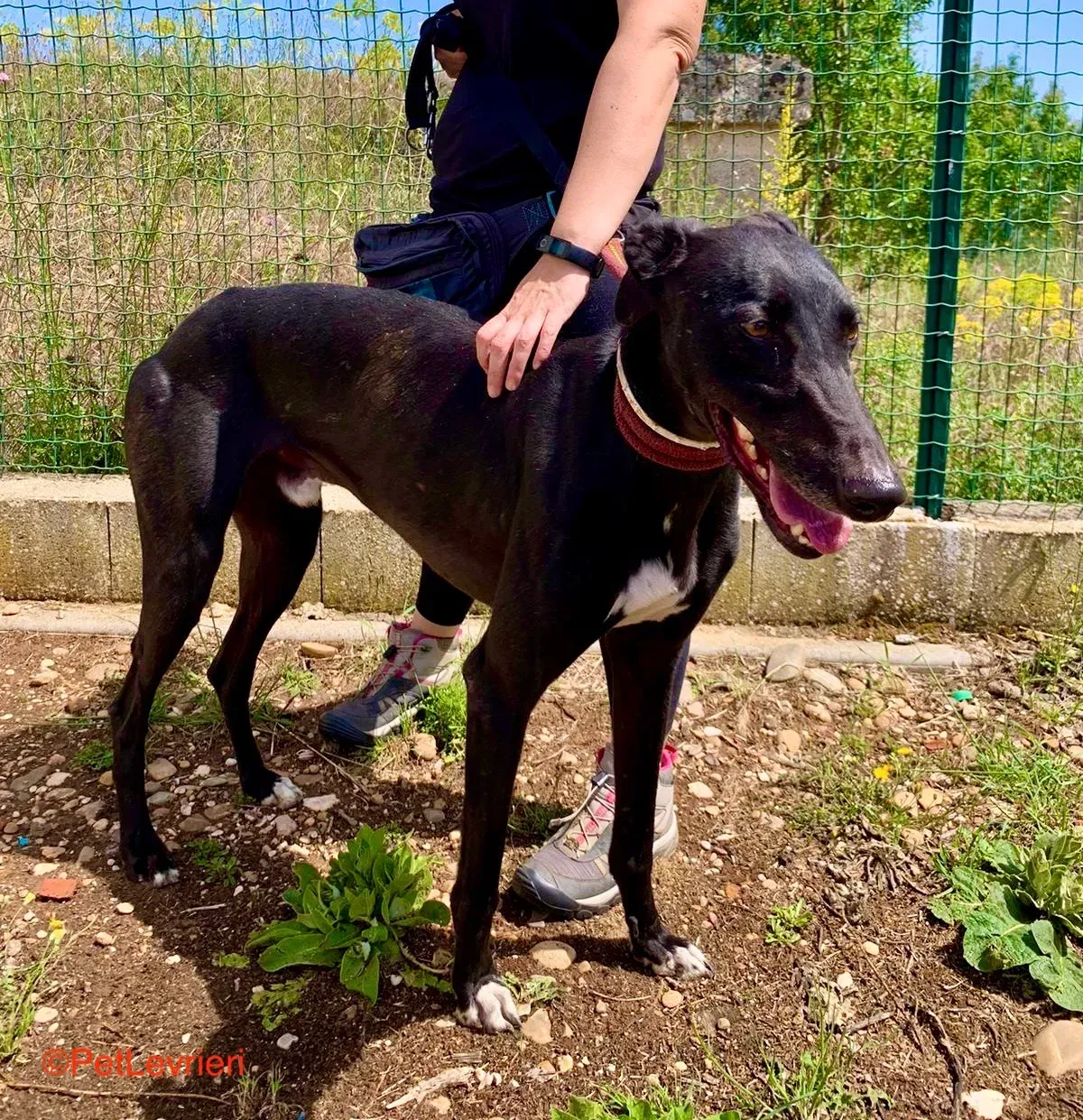 Zarco adozione galgo pet levrieri onlus 3 1