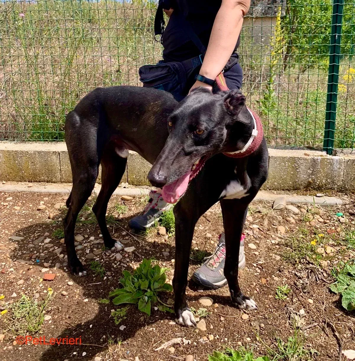 Zarco adozione galgo pet levrieri onlus 4 1