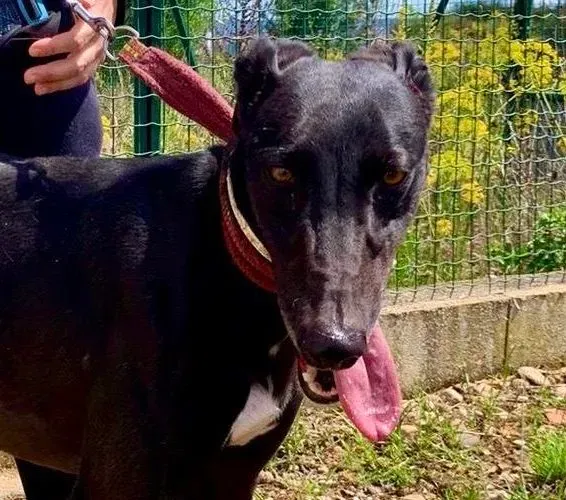 Zarco adozione galgo pet levrieri onlus 5 1 e1687534833863