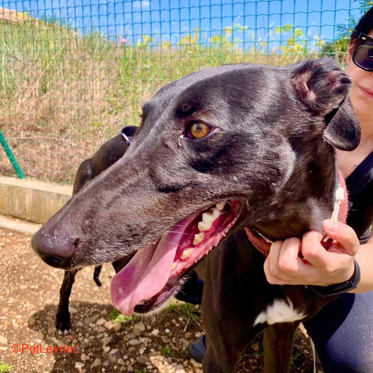 Zarco adozione galgo pet levrieri onlus 6 1