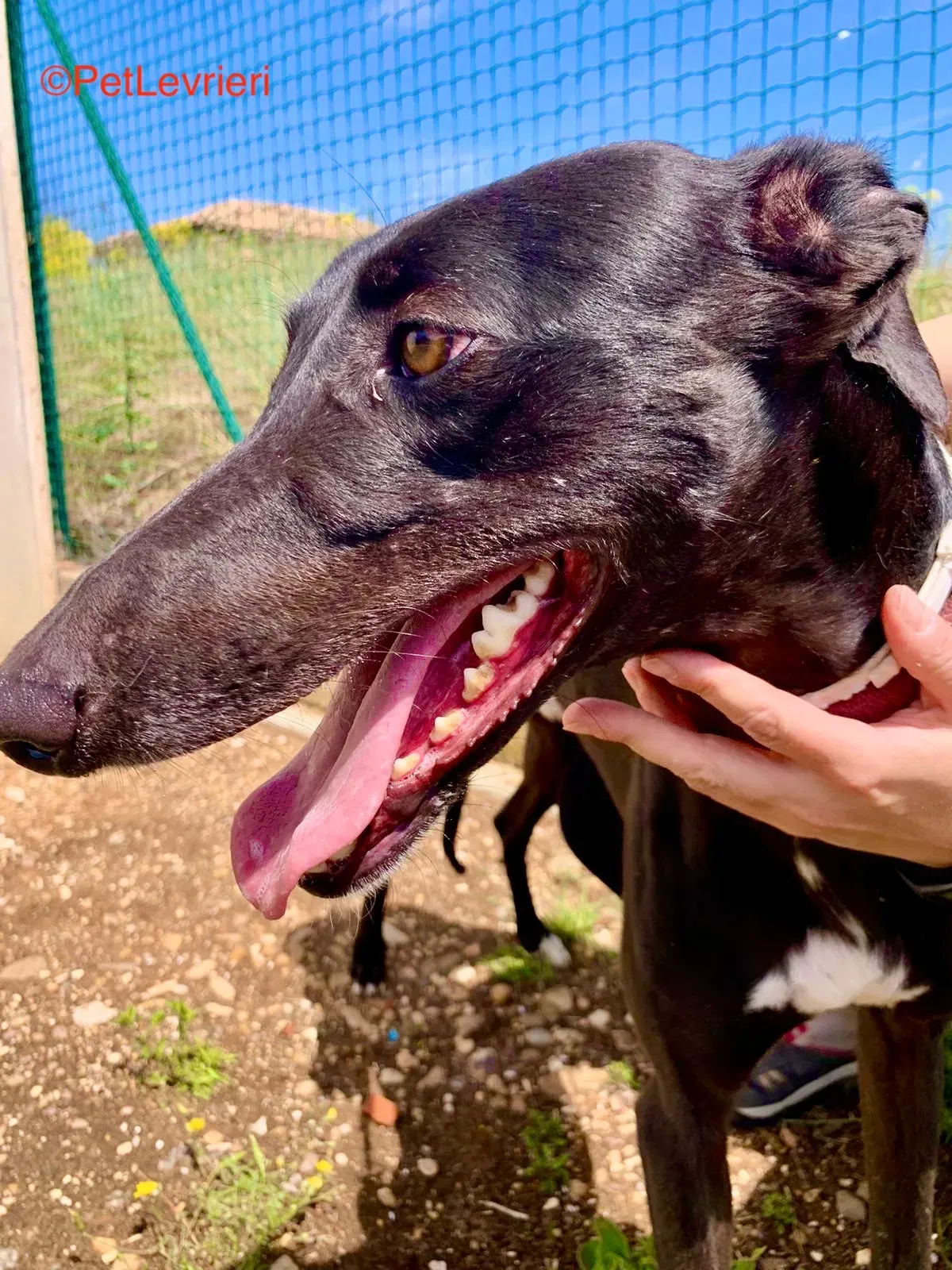 Zarco adozione galgo pet levrieri onlus 7 1