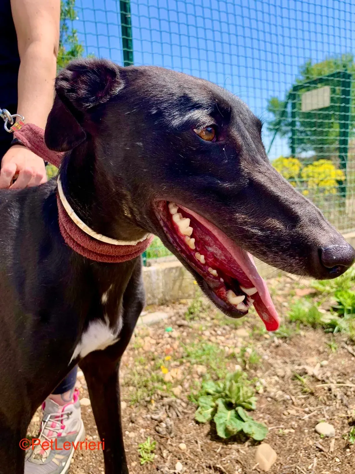 Zarco adozione galgo pet levrieri onlus 8