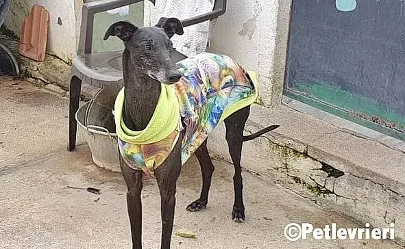 Zarito adozione levrieri galgo 1