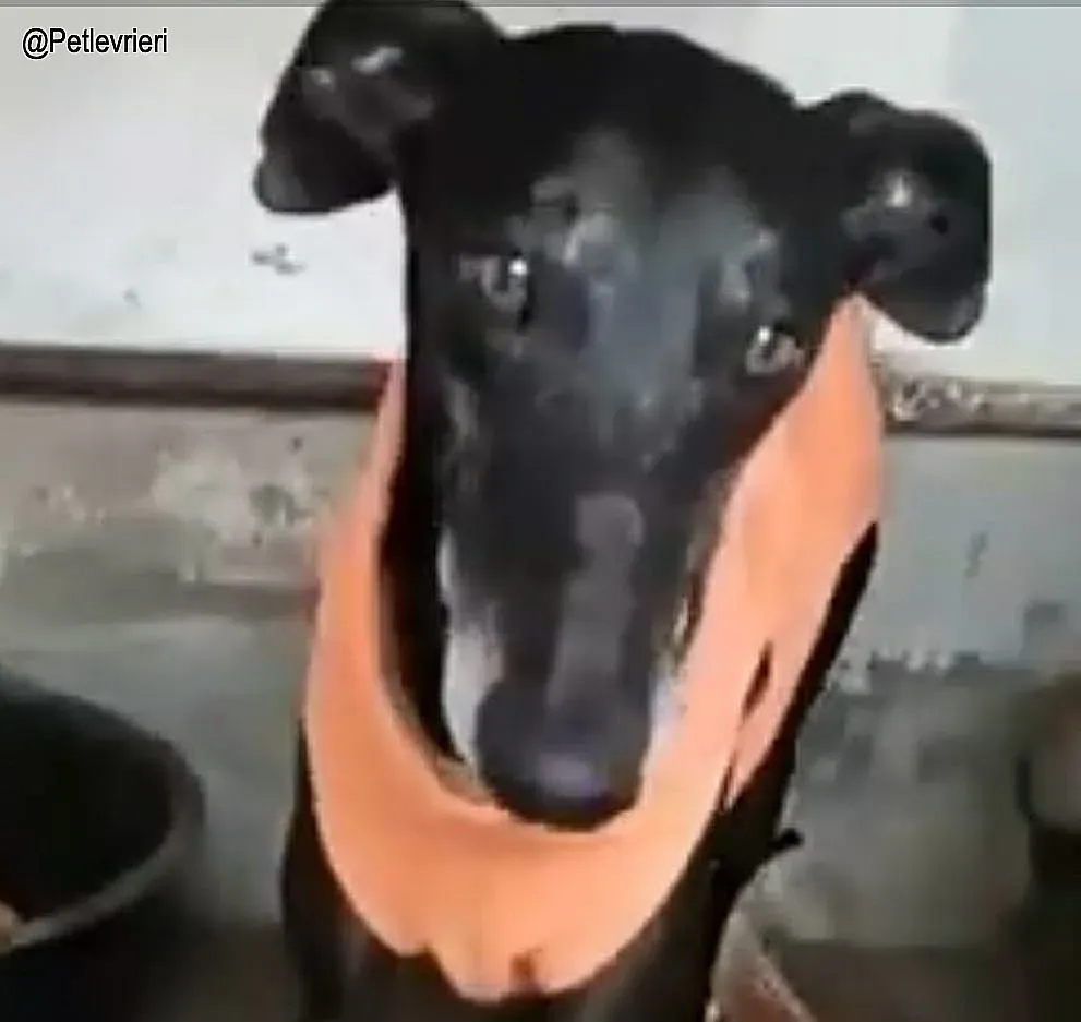 Zarito adozione levrieri galgo 1 1