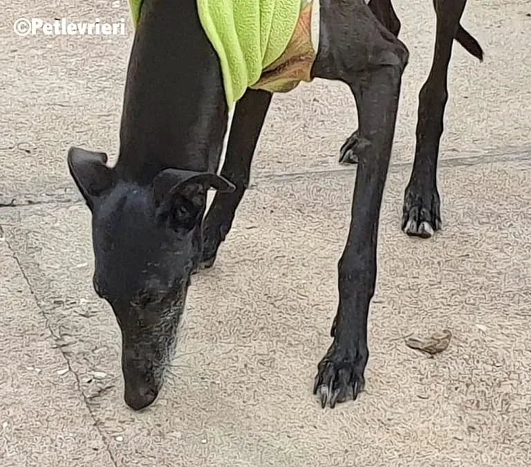 Zarito adozione levrieri galgo 2