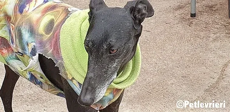 Zarito adozione levrieri galgo 2 1