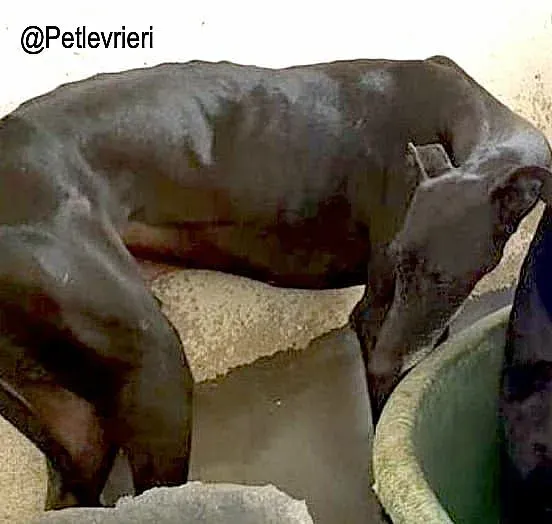 Zarito adozione levrieri galgo 2 2