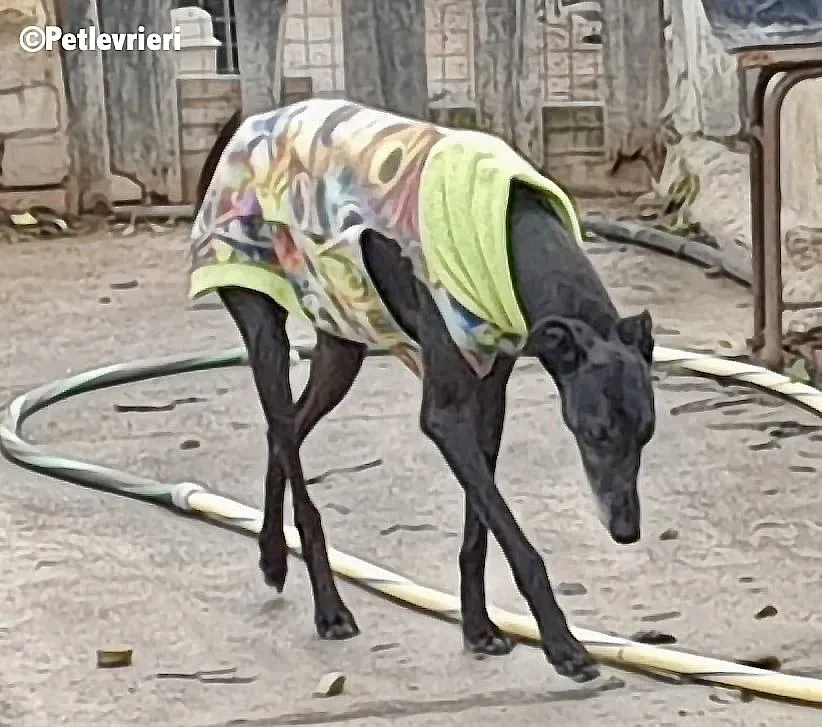 Zarito adozione levrieri galgo 3